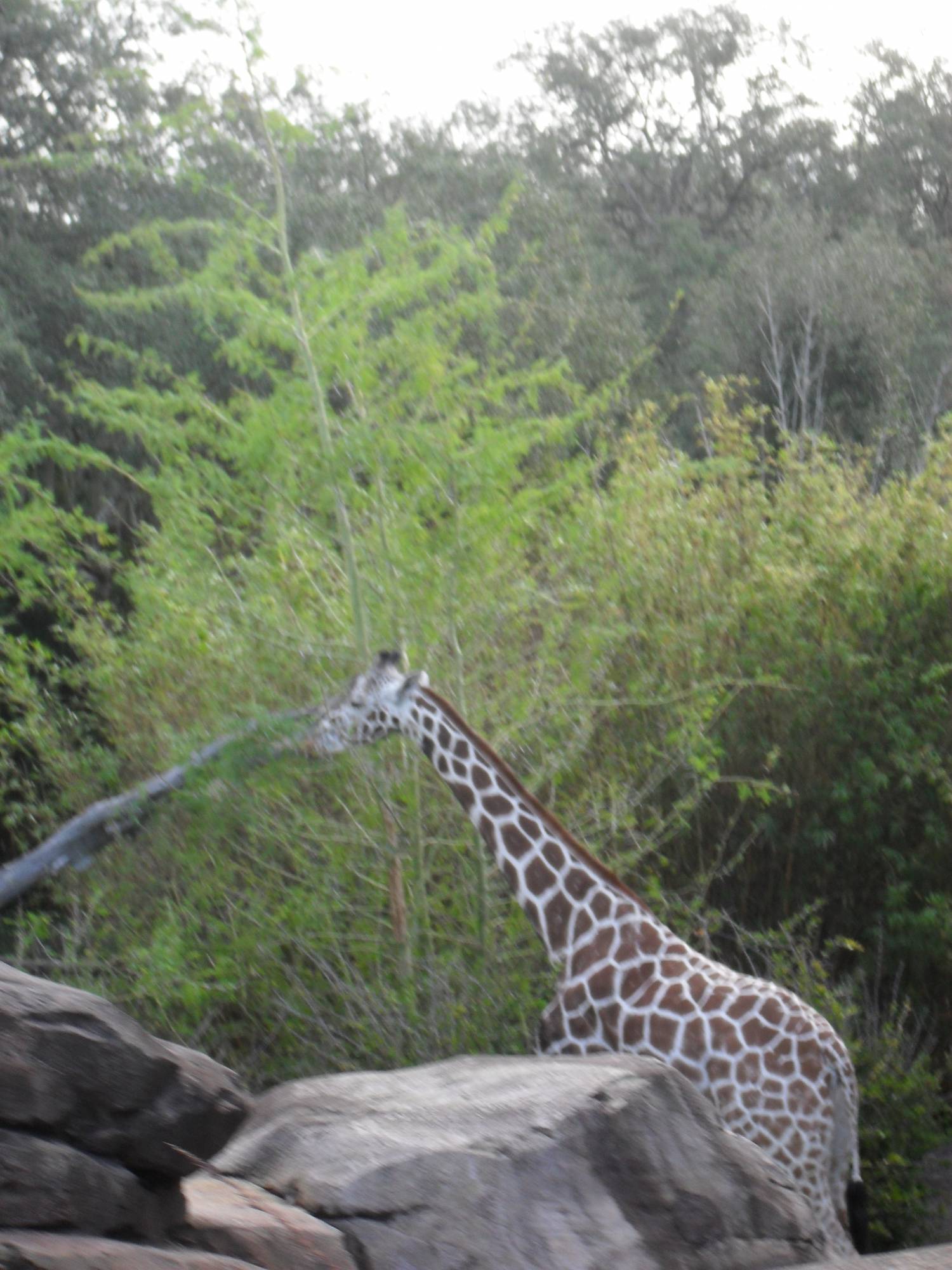 Kilimanjaro Safari - Giraffe