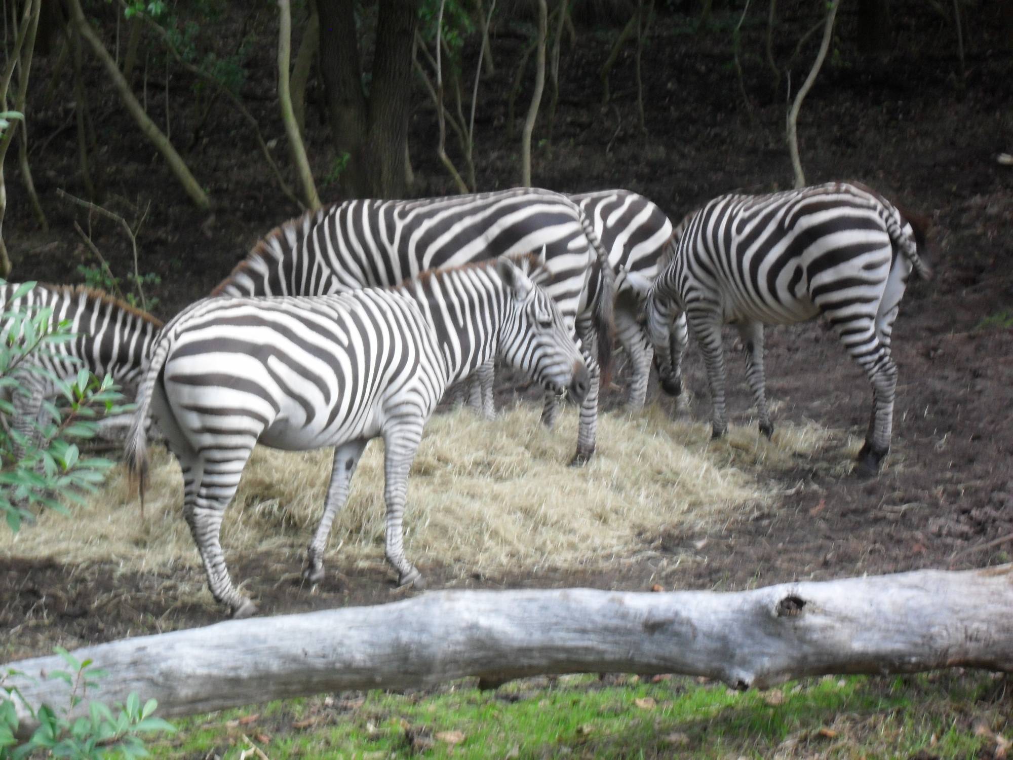 Kilimanjaro Safari - Zebra herd