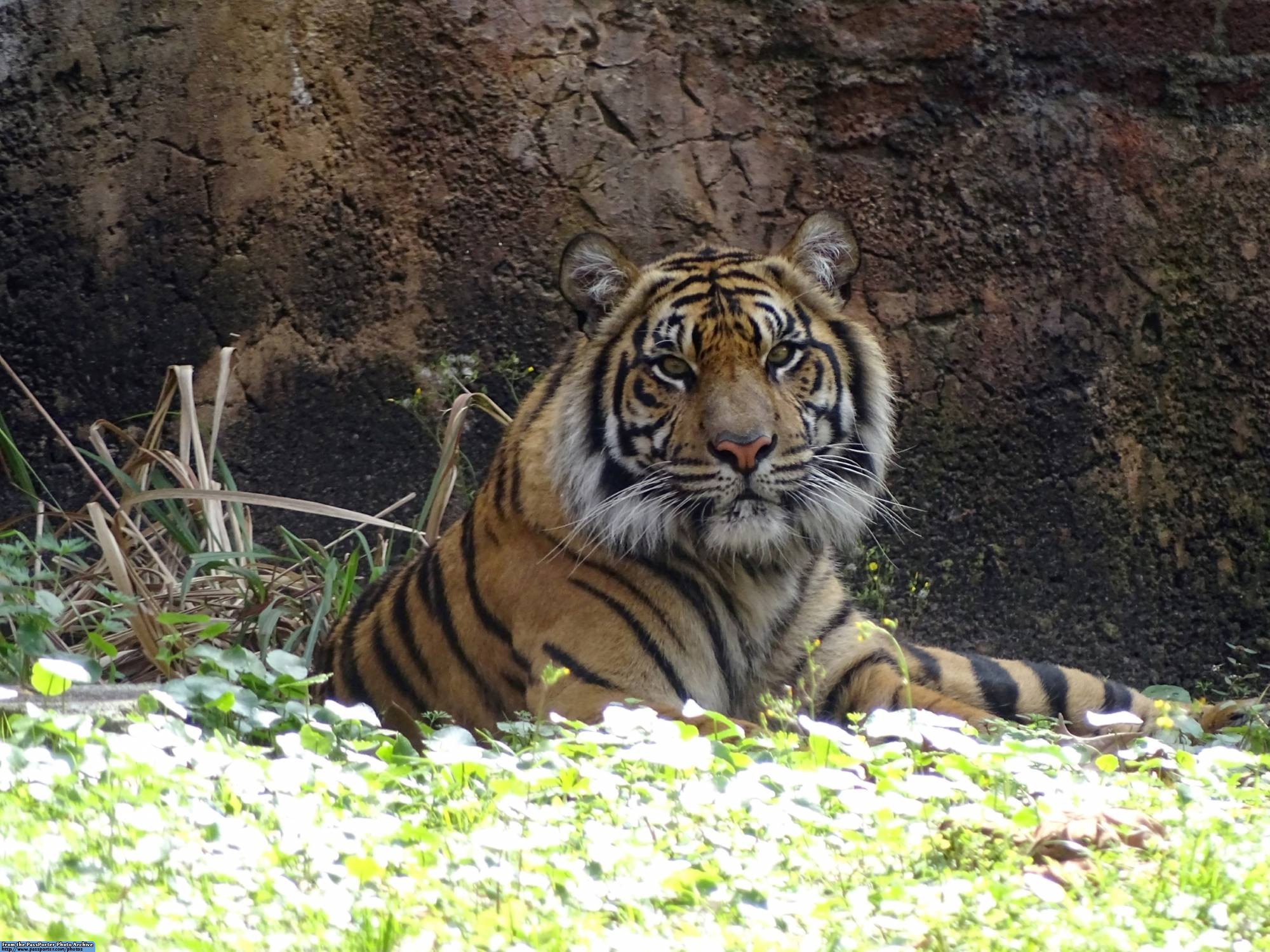 Animal Kingdom - Maharajah Jungle Trek