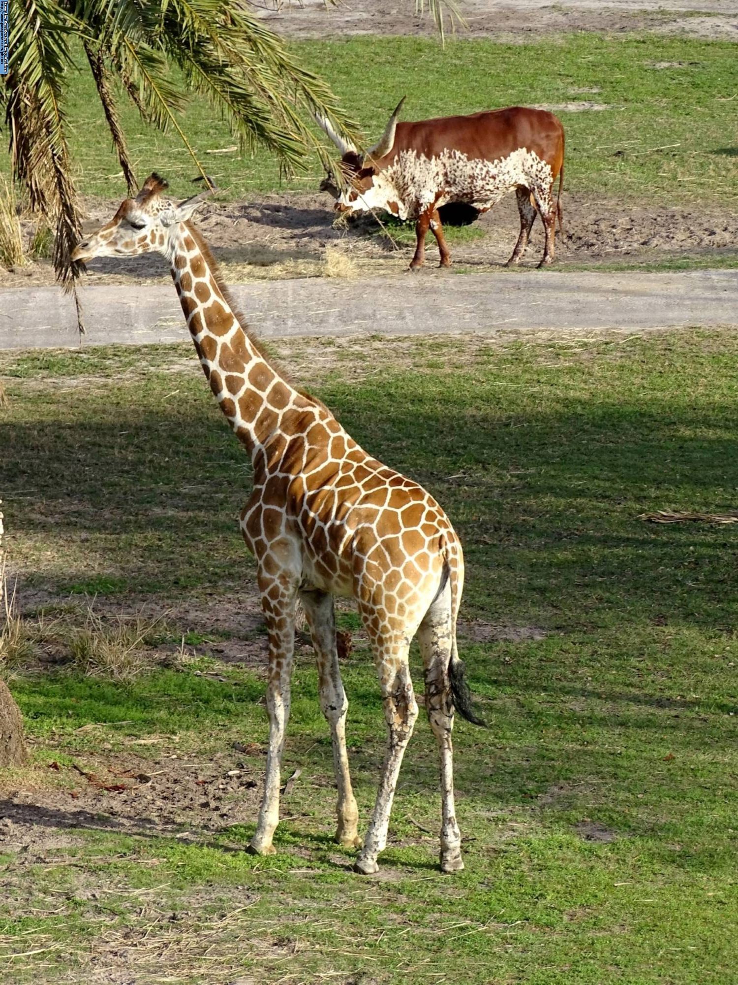 Animal Kingdom Lodge - Uzima savannah