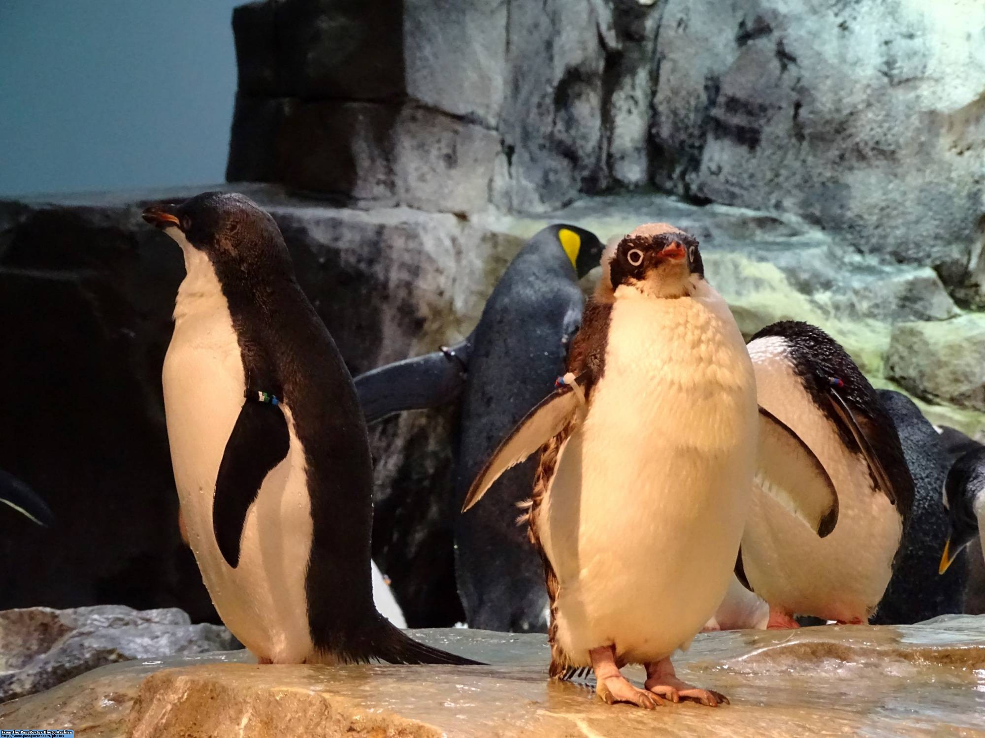 SeaWorld Orlando - Antarctica: Empire of the Penguin