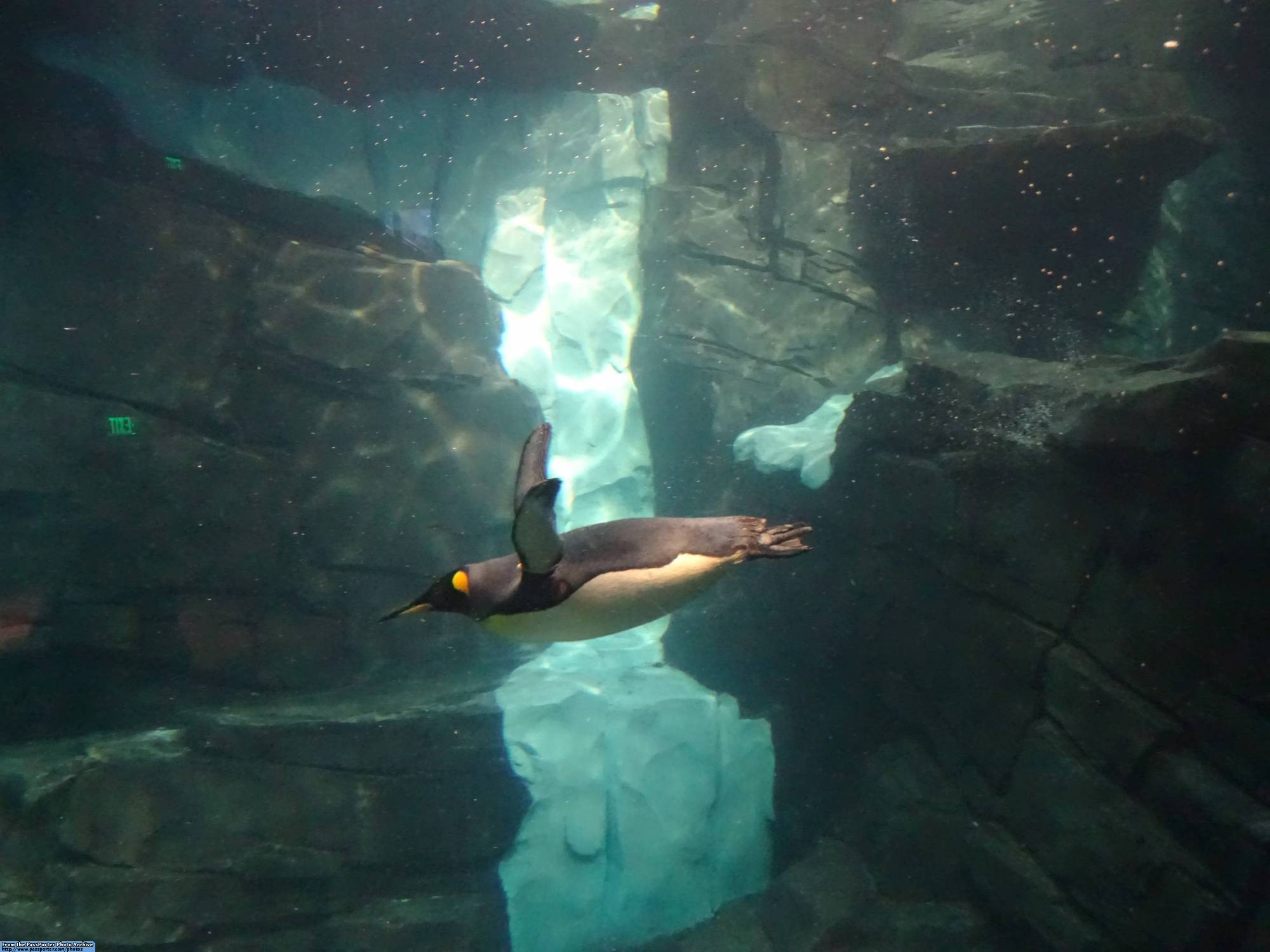 SeaWorld Orlando - Antarctica: Empire of the Penguin