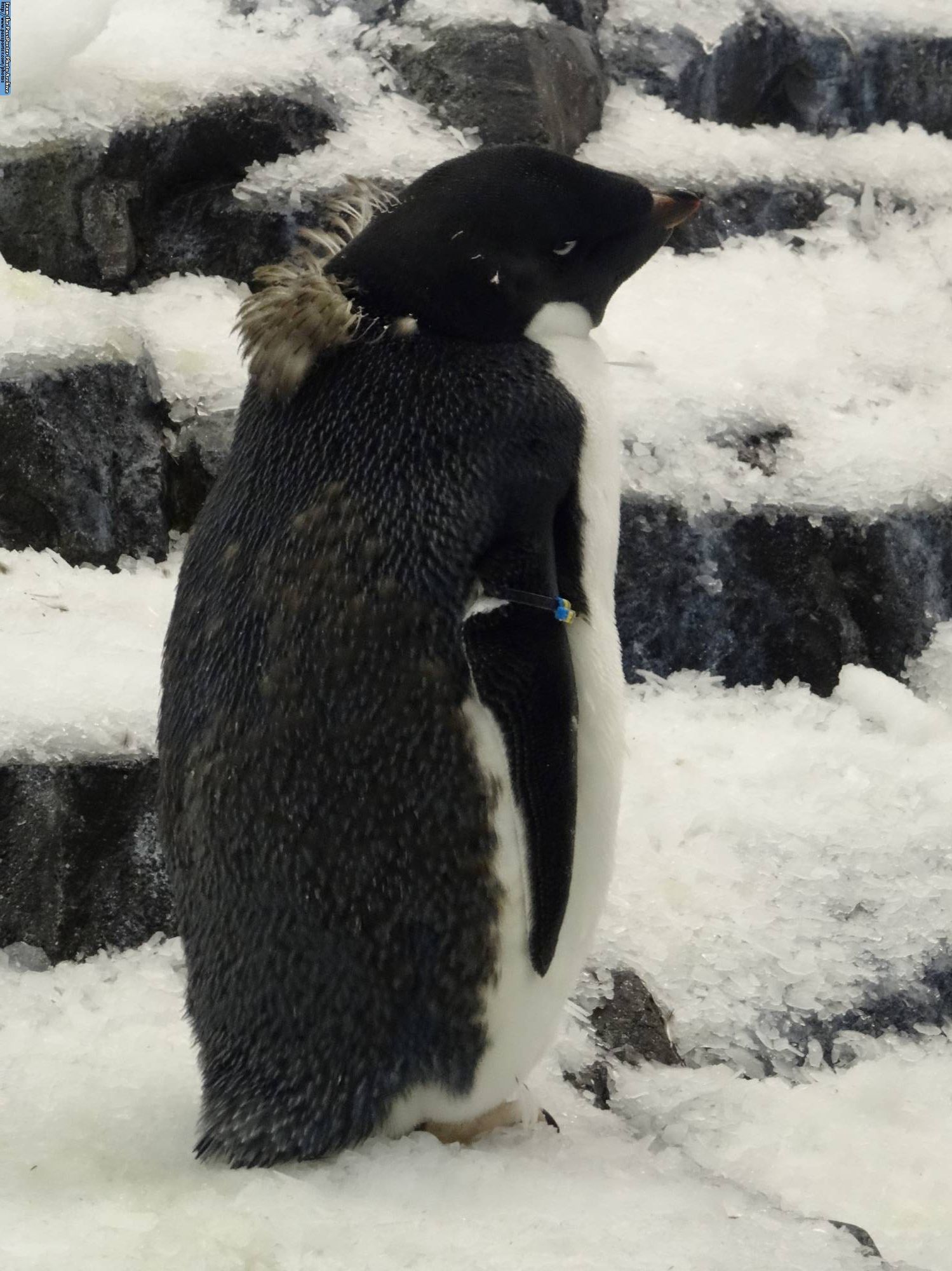 SeaWorld Orlando - Antarctica: Empire of the Penguins