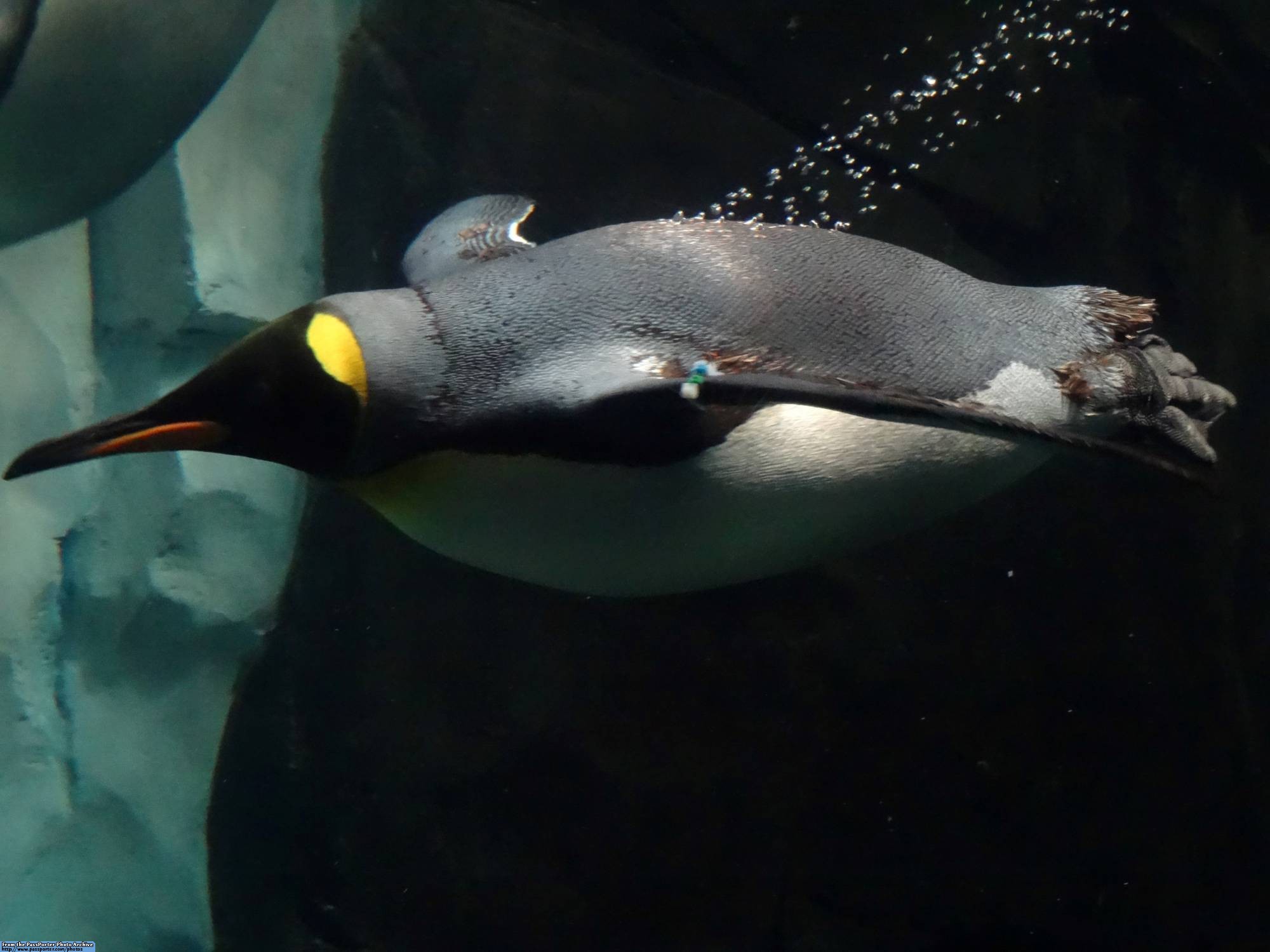 SeaWorld Orlando - Antarctica: Empire of the Penguins