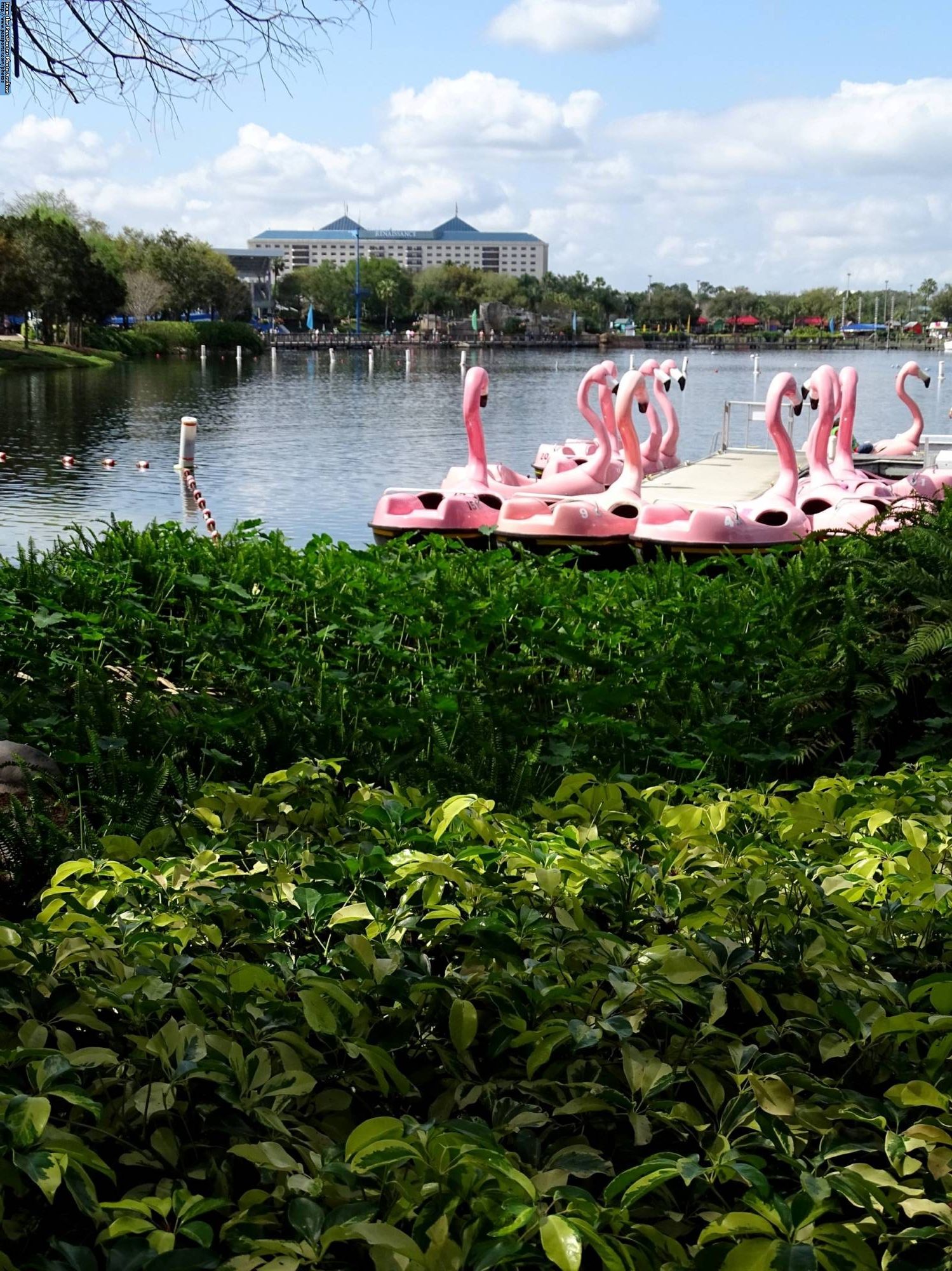 SeaWorld Orlando - paddle boats