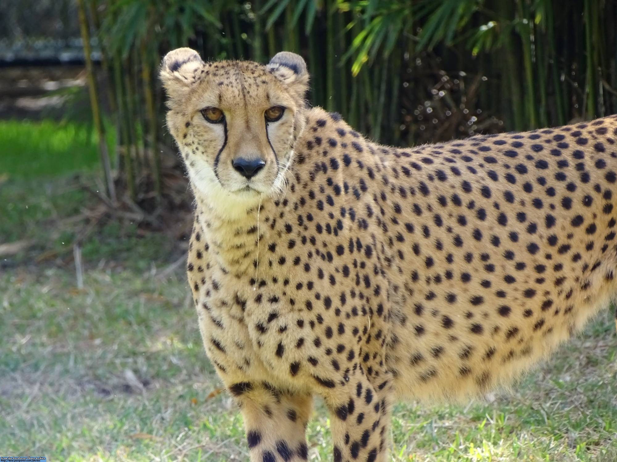 Busch Gardens - cheetah enclosure