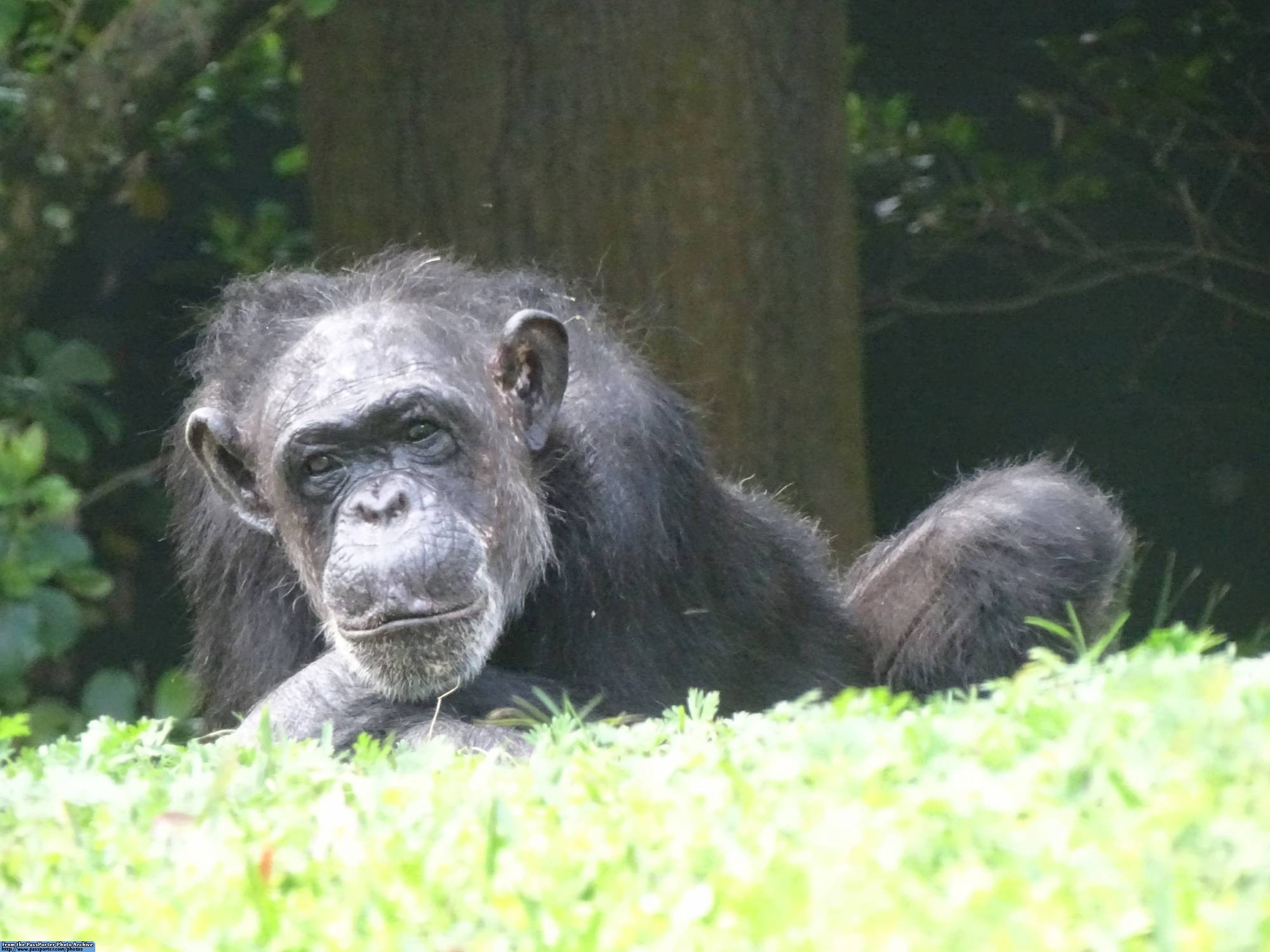 Busch Gardens - Myombe Reserve