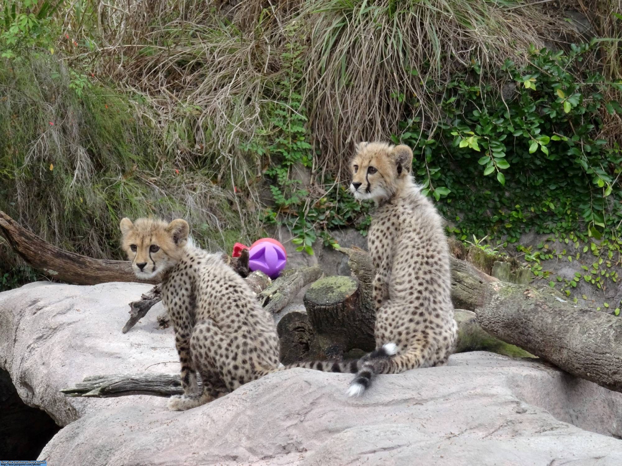 Busch Gardens - cheetah cubs