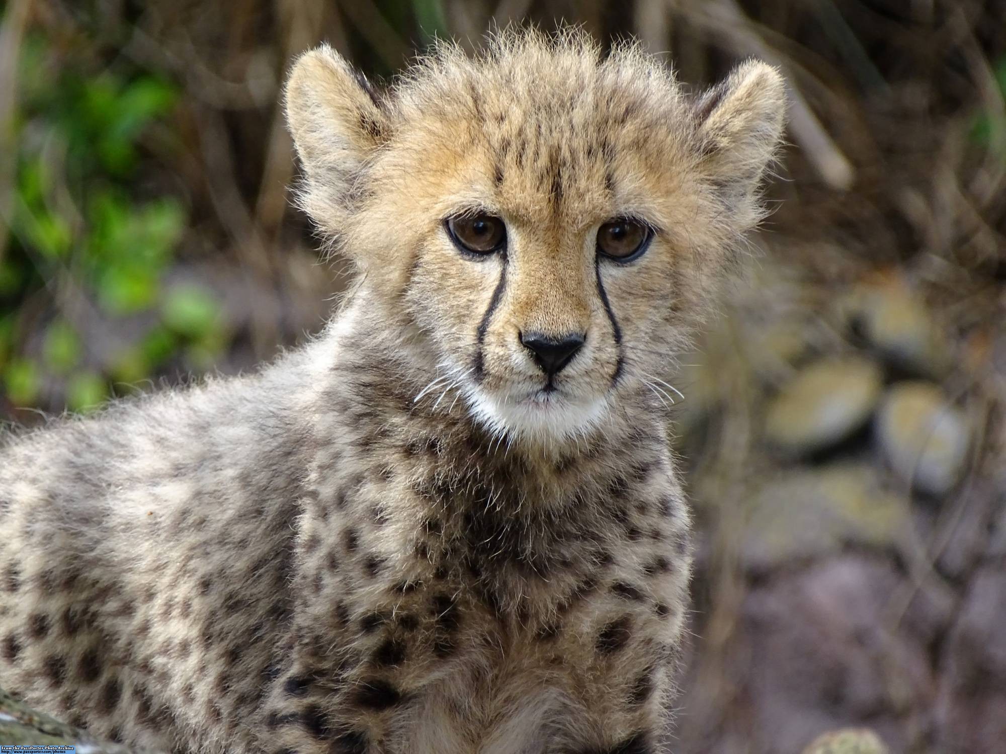 Busch Gardens - cheetah cubs