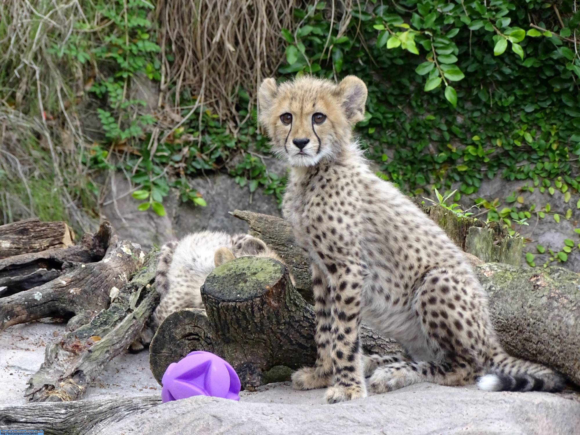 Busch Gardens - cheetah cubs