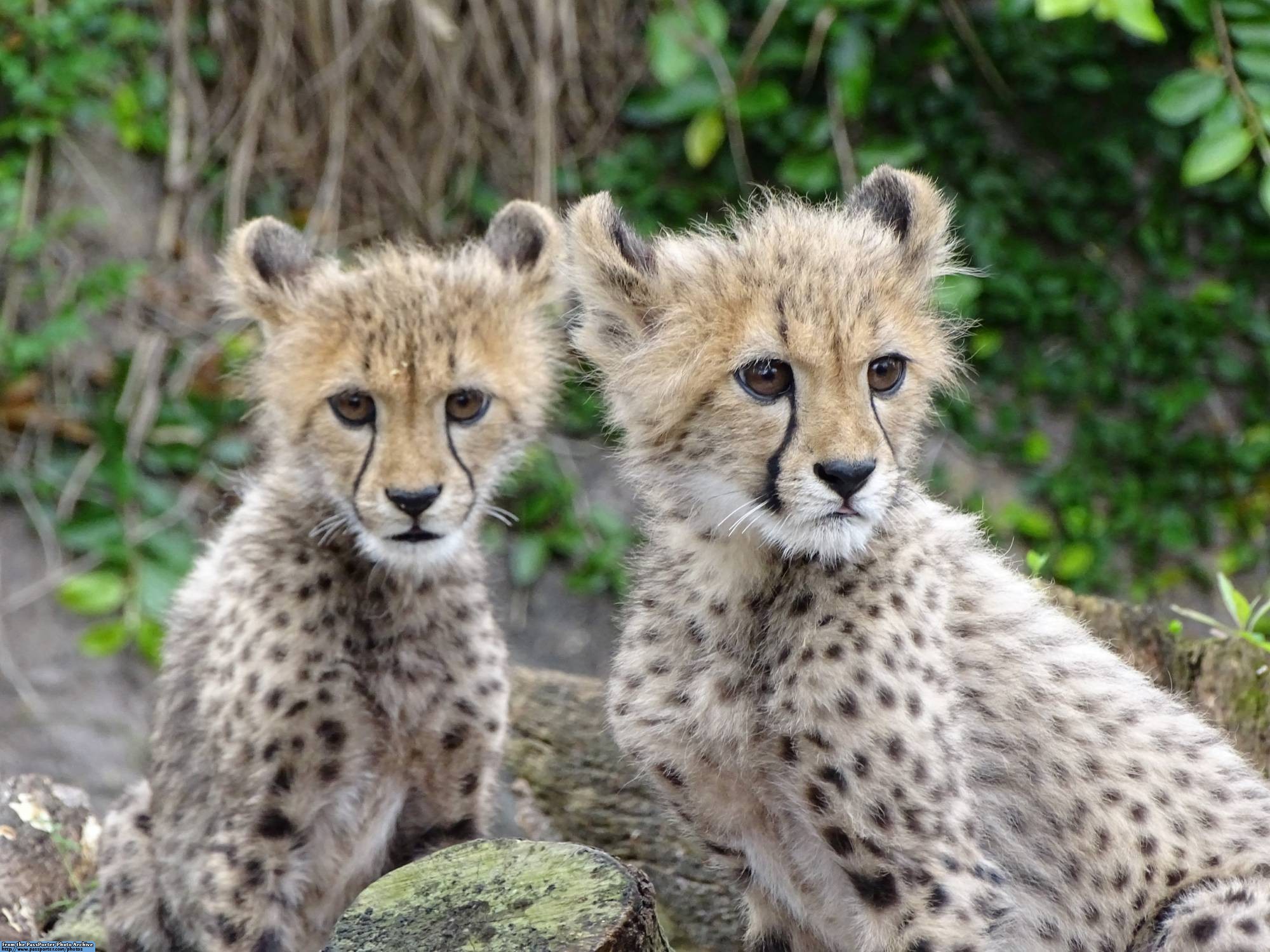 Busch Gardens - cheetah cubs