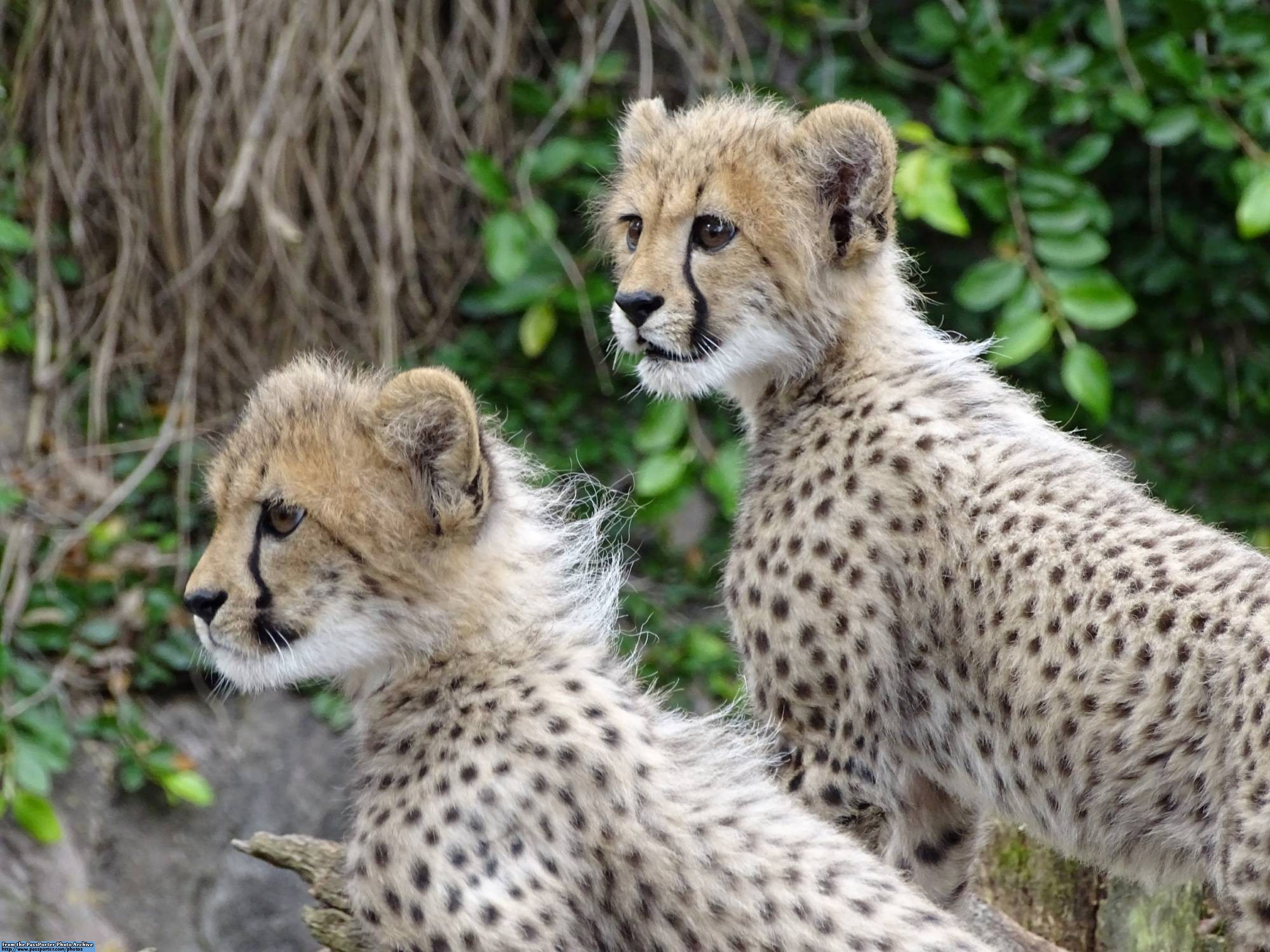 Busch Gardens - cheetah cubs