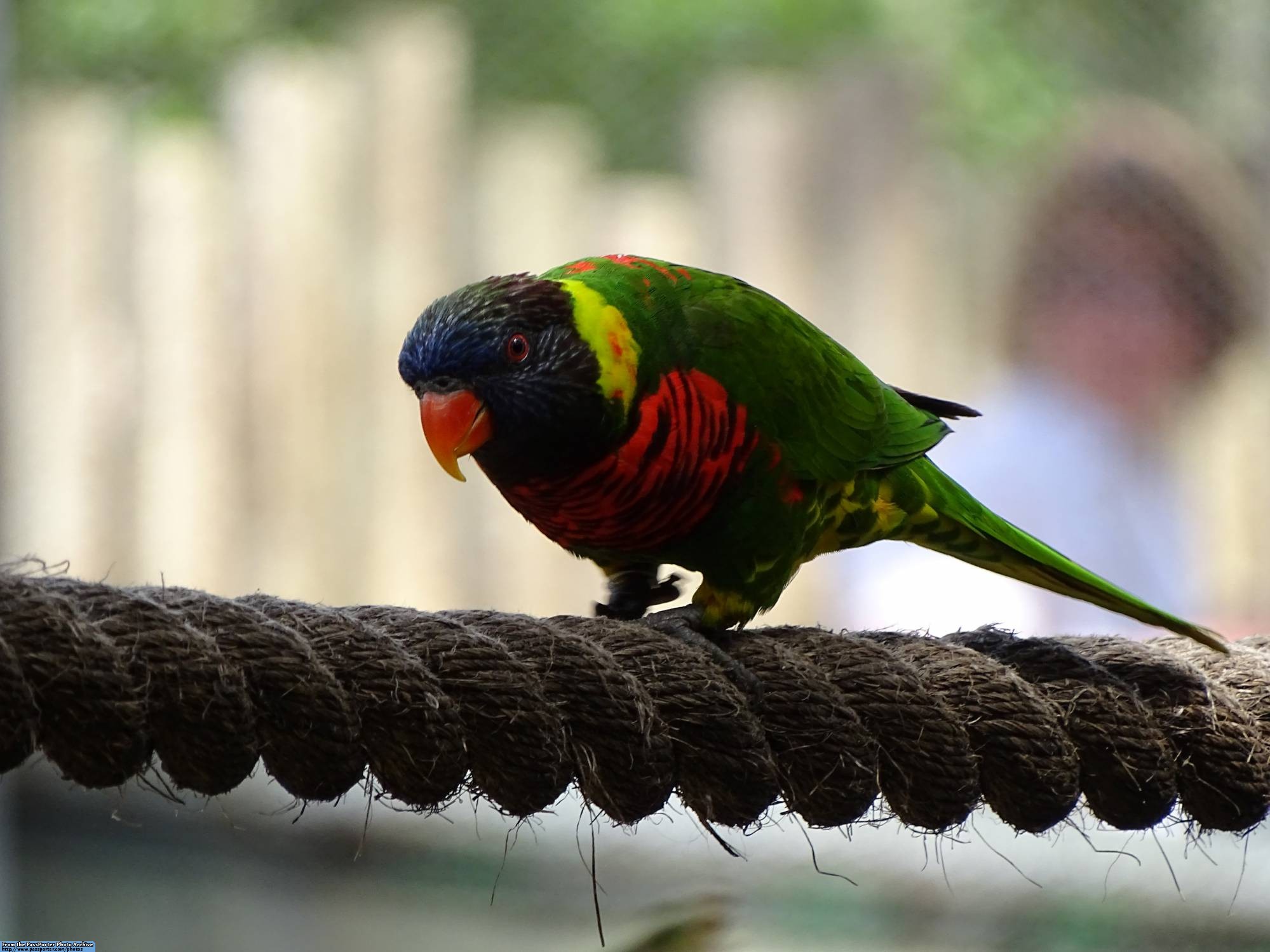 Busch Gardens – Lory Landing