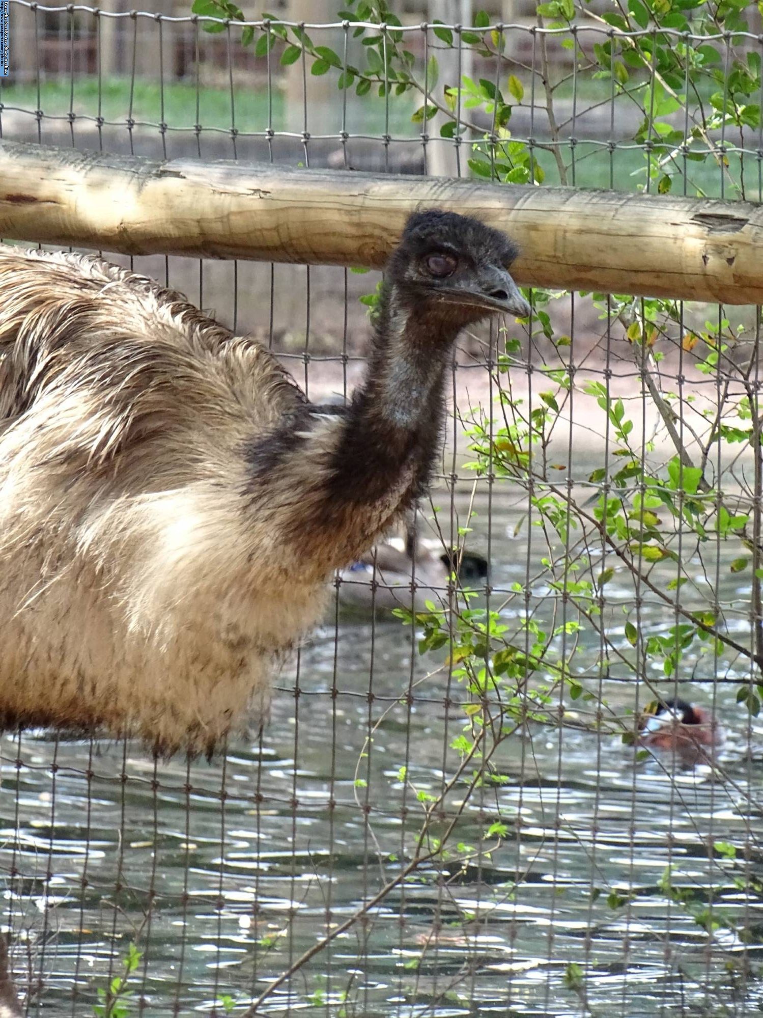 Busch Gardens - Walkabout Way