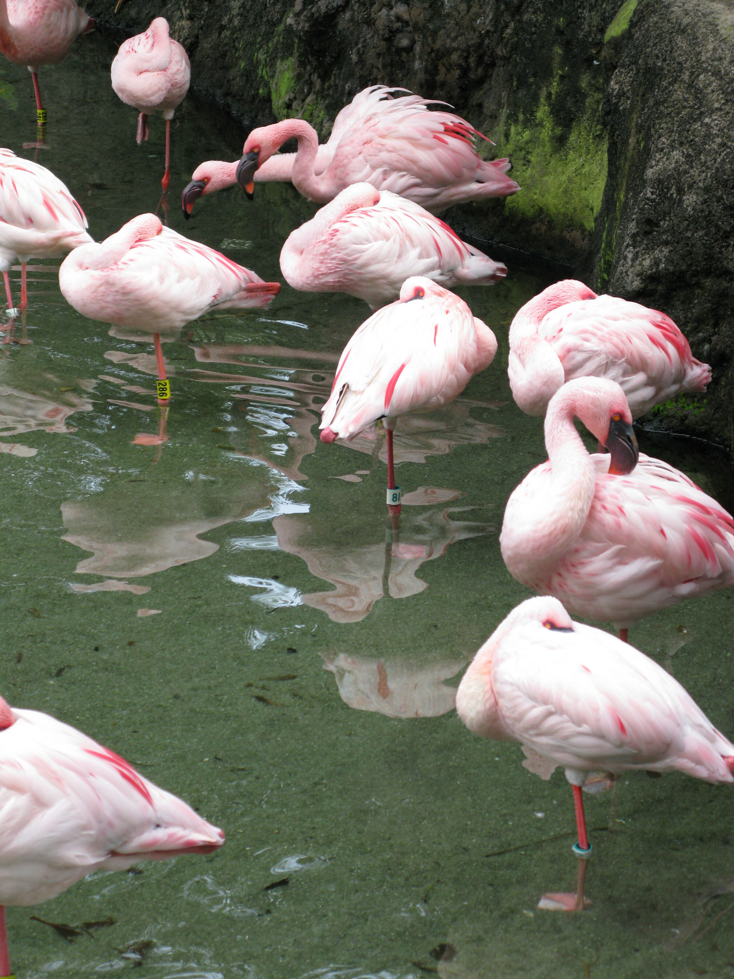 Lots of flamingos