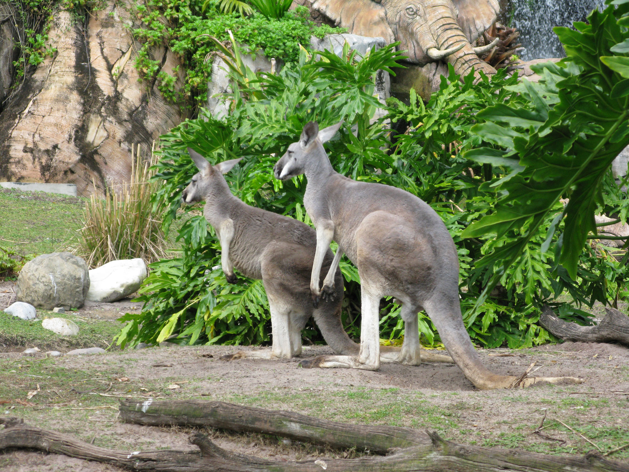 Kangaroo