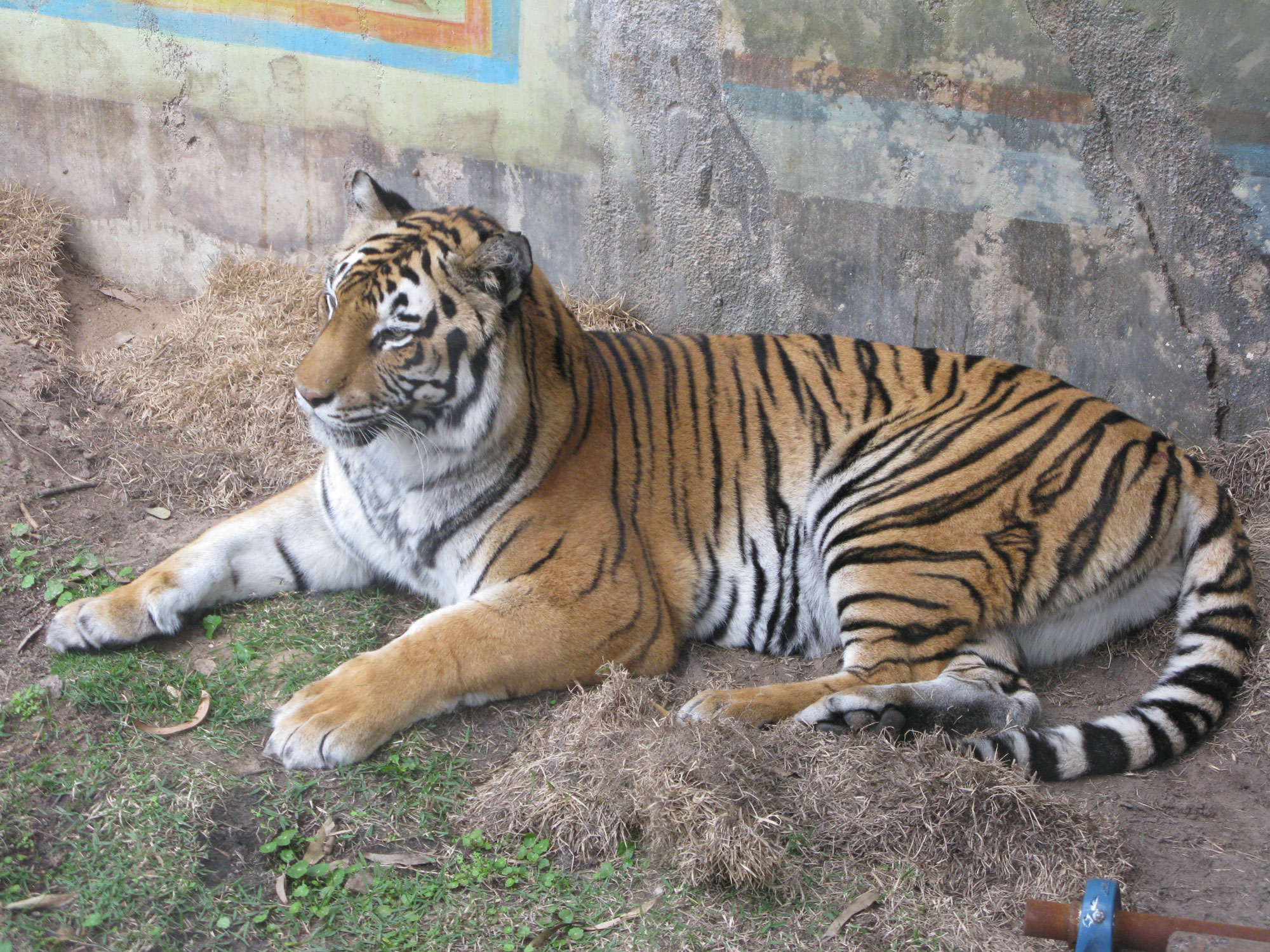 Maharajah Jungle Trek Tiger