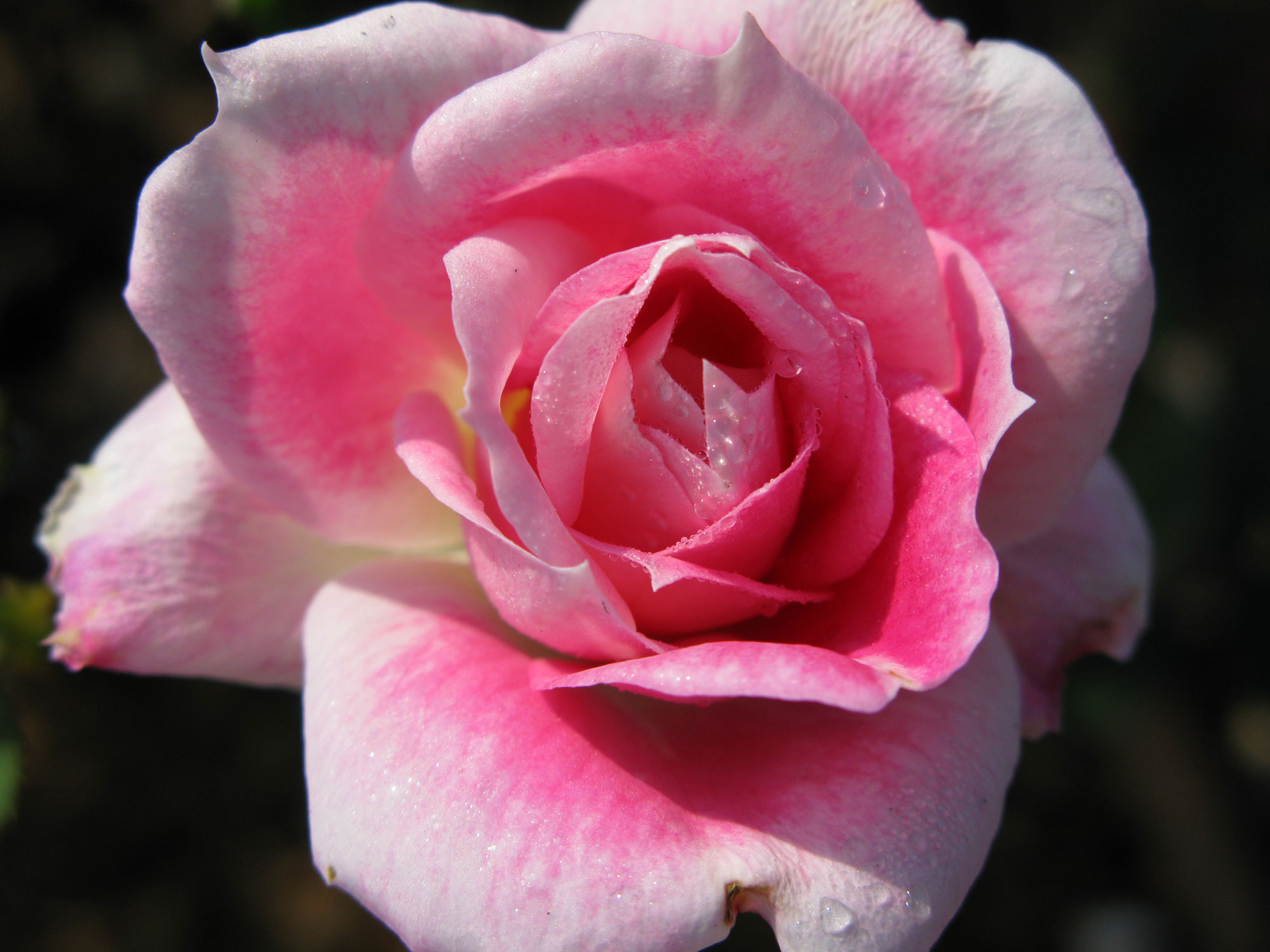 Rose Garden &quot;Carefree Wonder&quot;