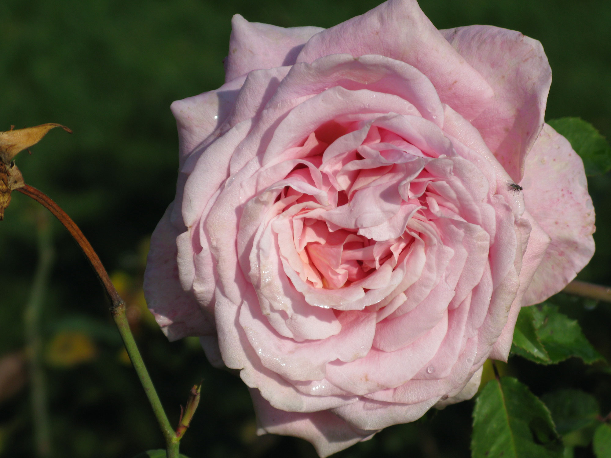 Magic Kingdom - Rose in Garden