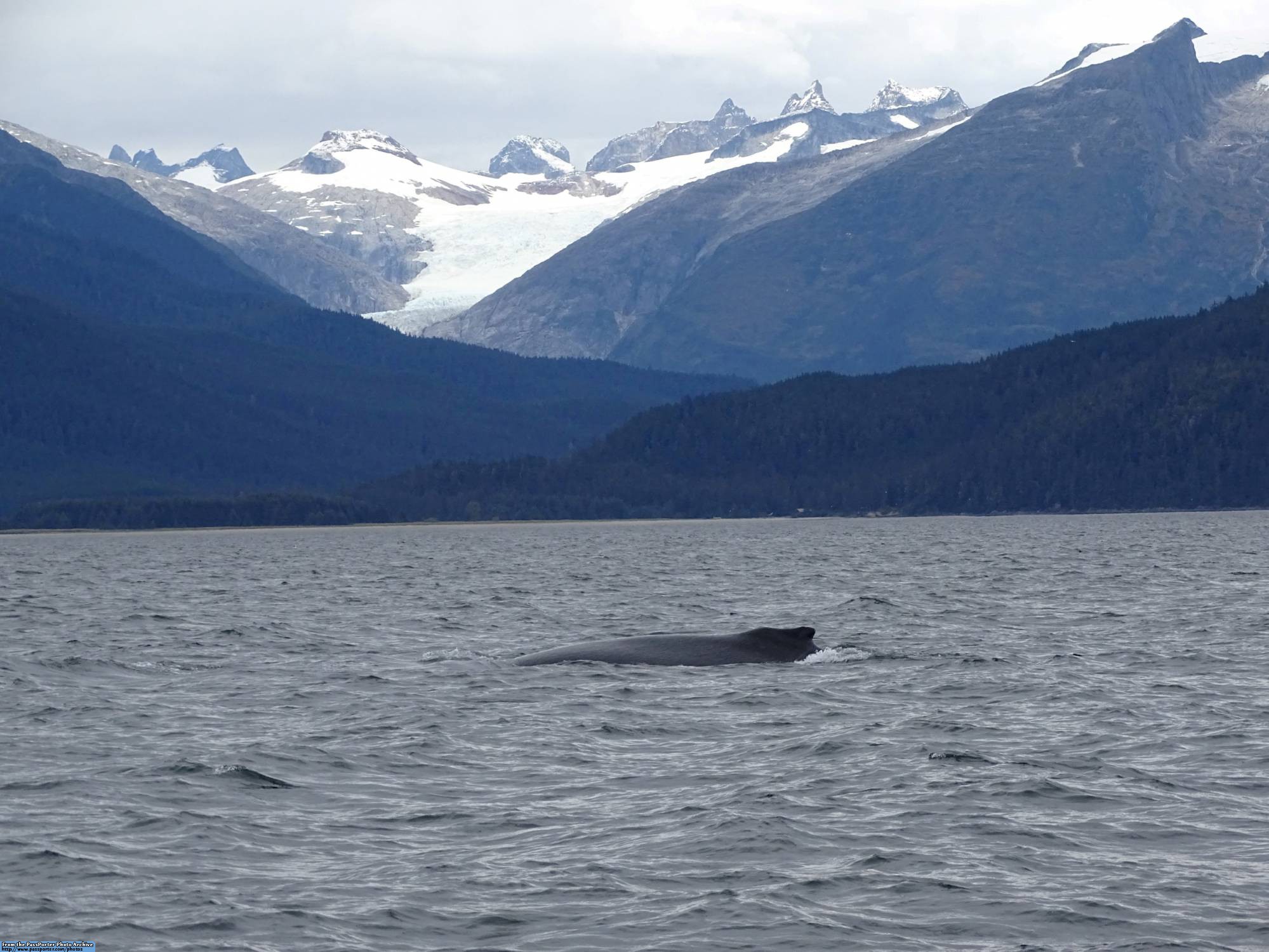 Juneau - whale watching