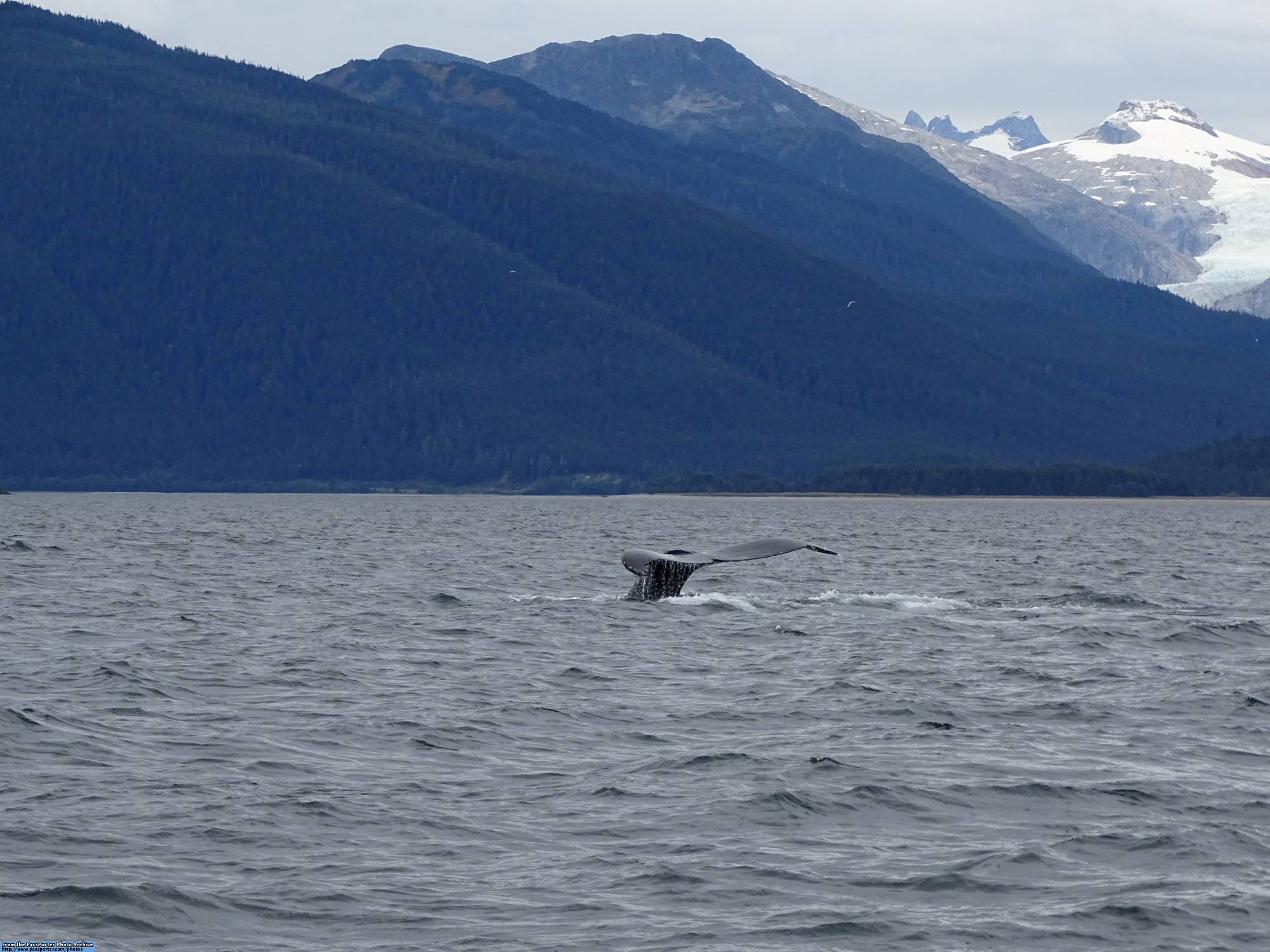 Juneau - whale watching
