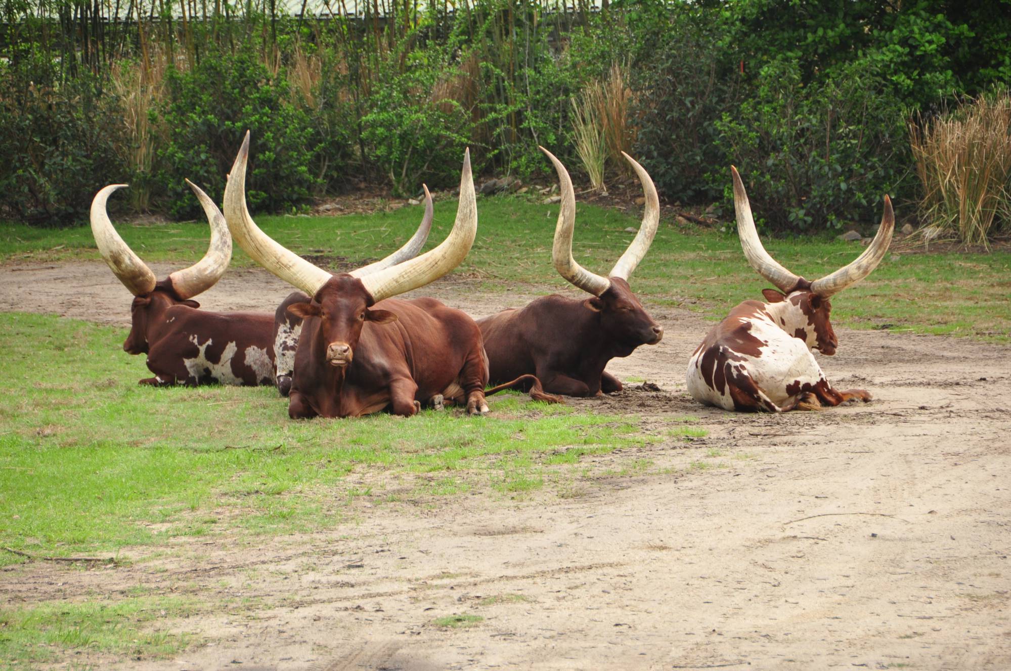 Wild Africa Trek animals