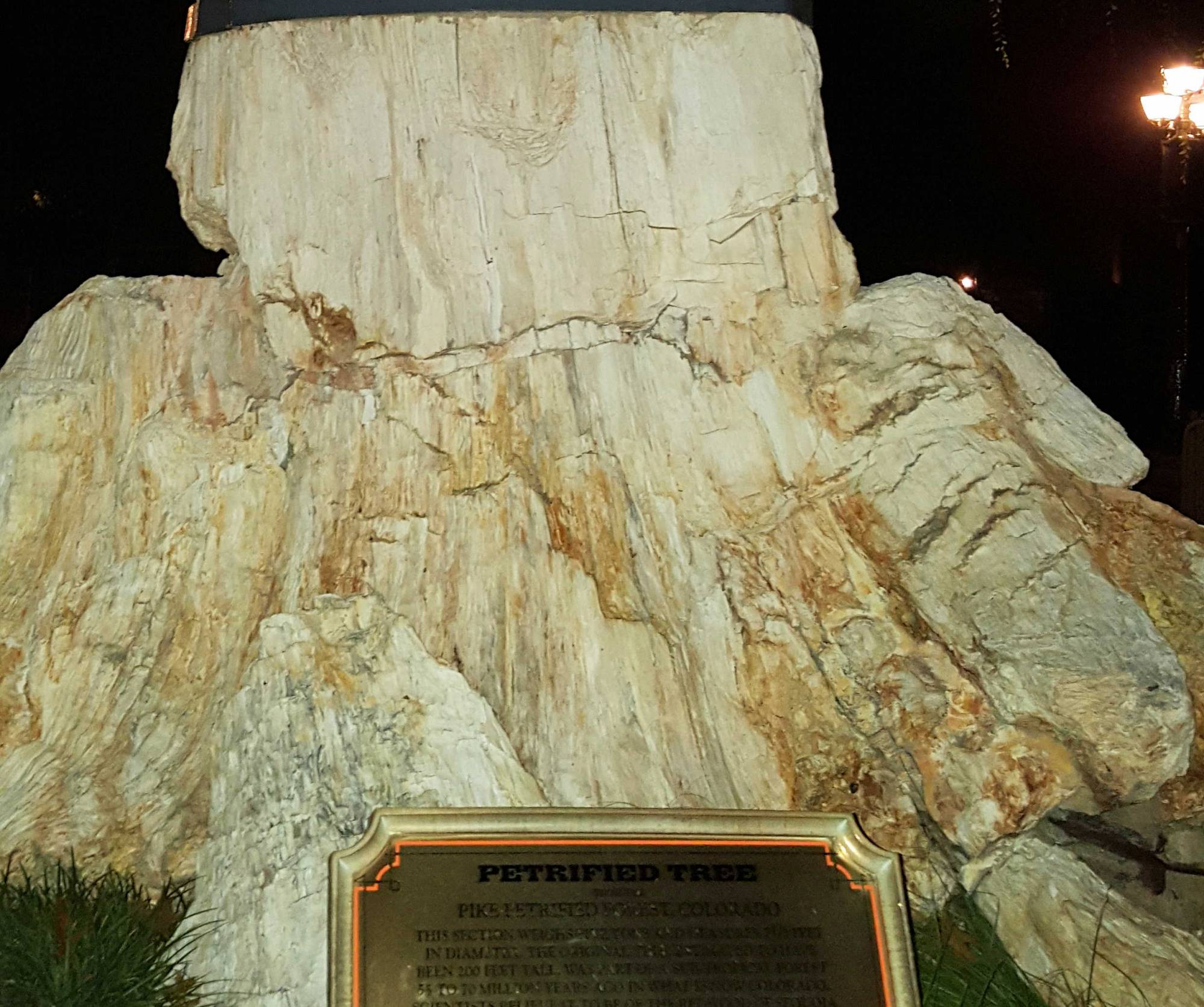 Disneyland Frontierland petrified tree