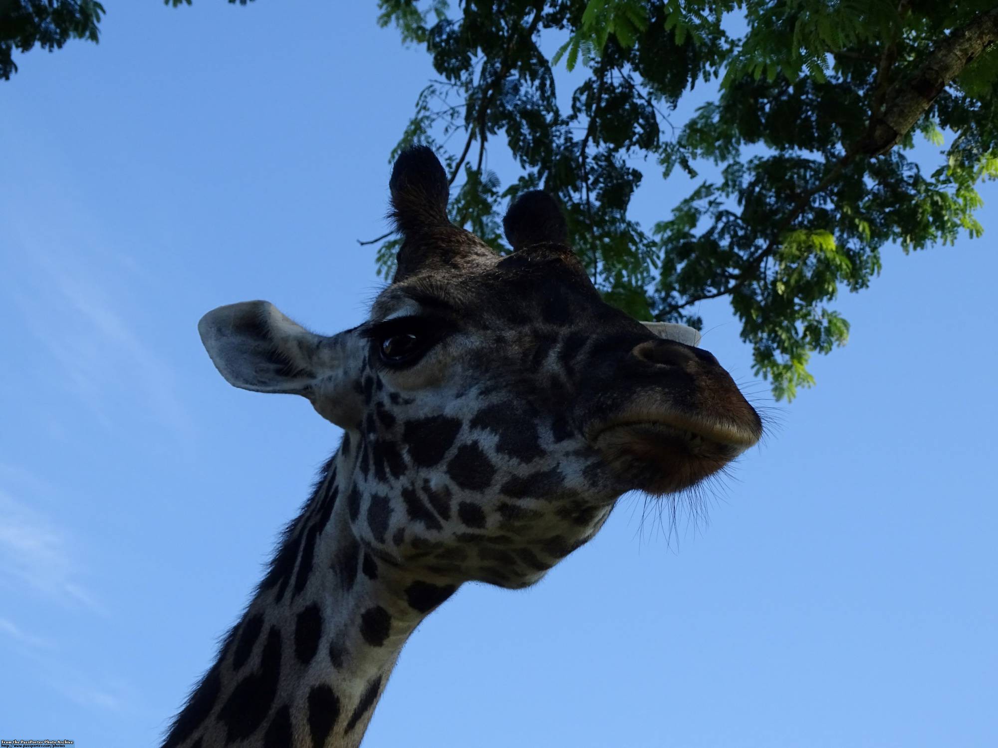 Kilimanjaro Safaris