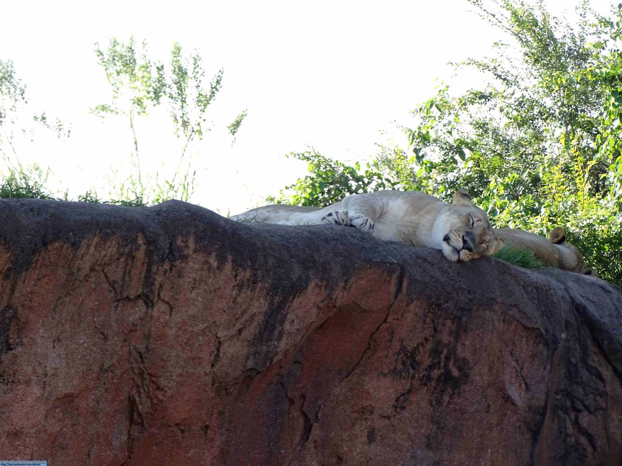 Kilimanjaro Safaris