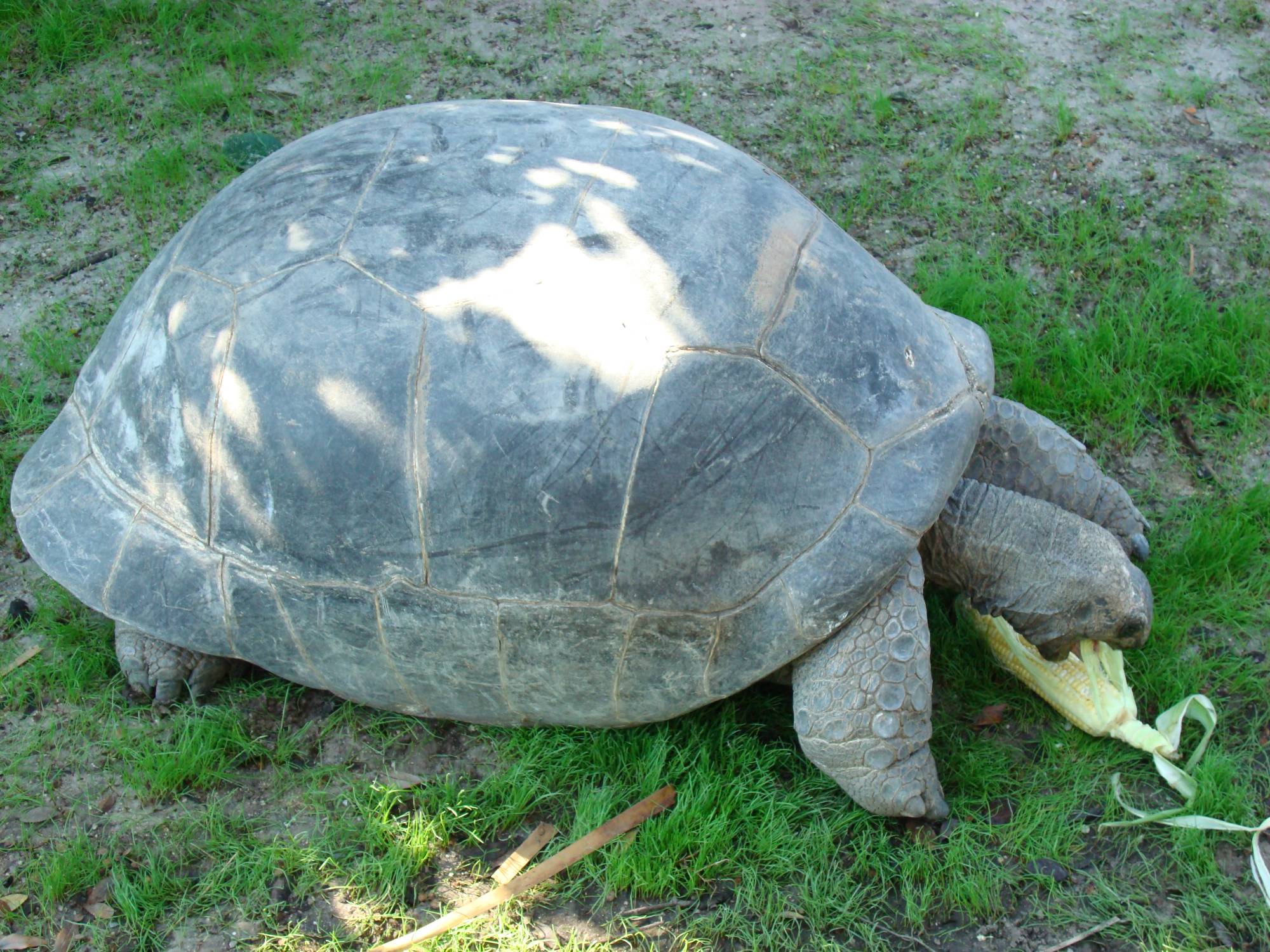 Busch Gardens Tampa - giant tortoises