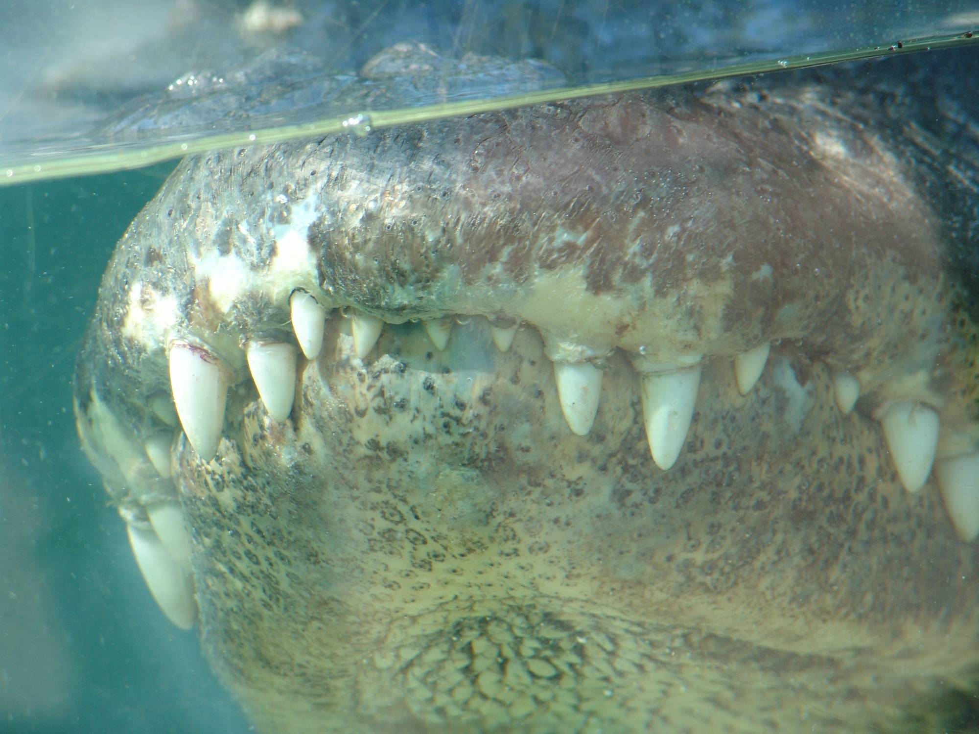Busch Gardens Tampa - alligator teeth