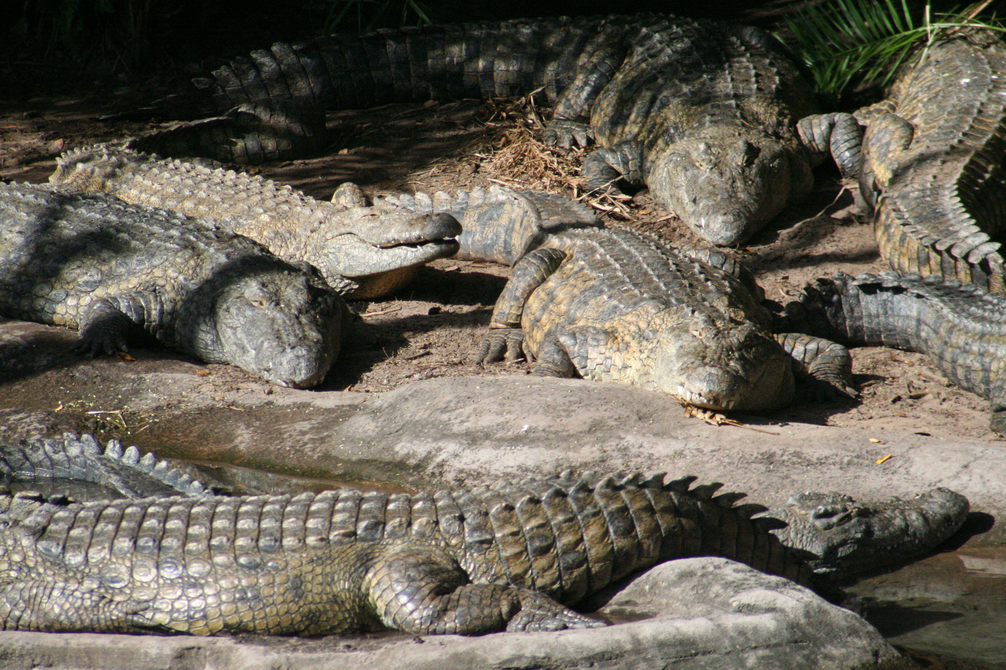 Croc Collage