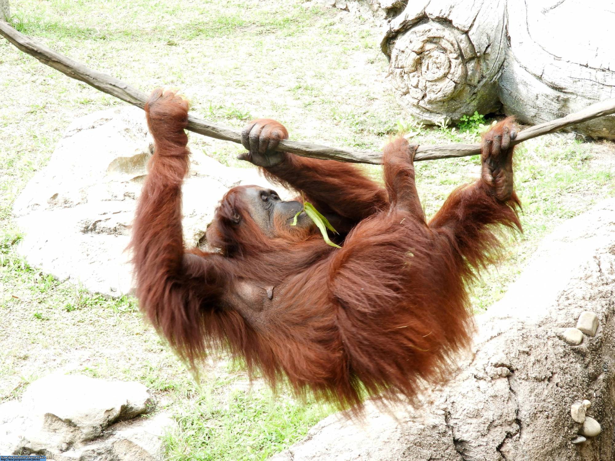 Busch Gardens - orangutans