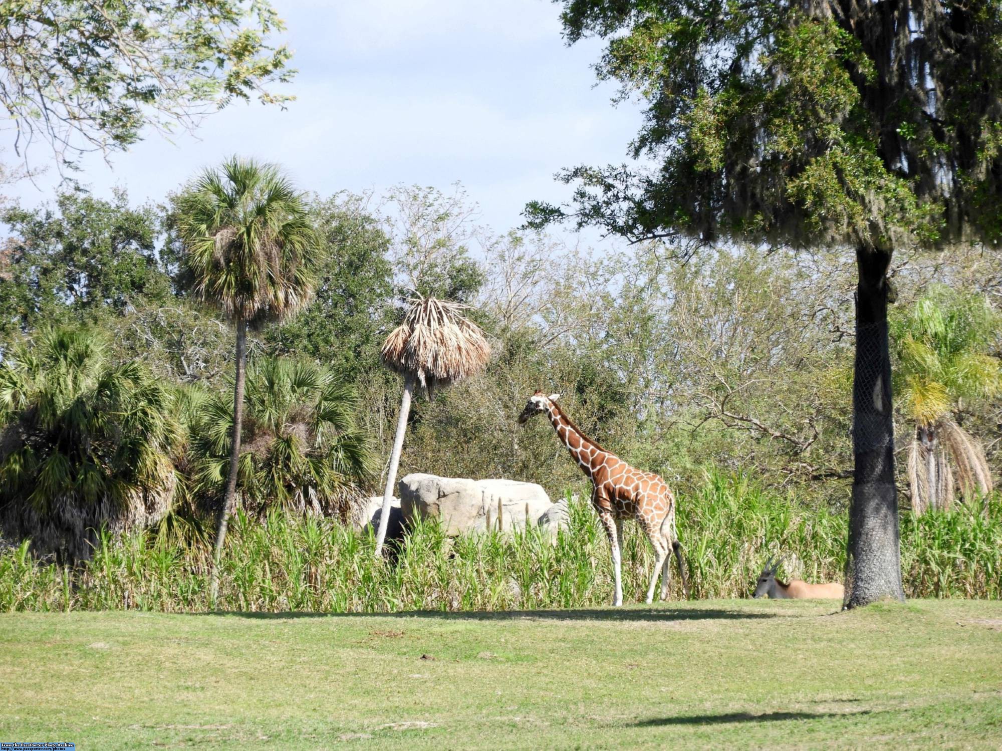 Busch Gardens - savannah