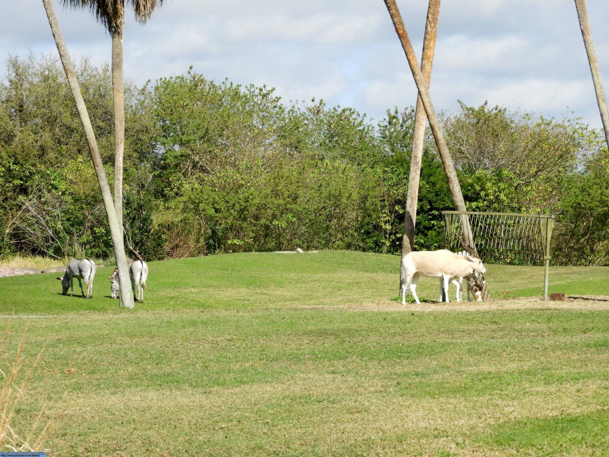 Busch Gardens - savannah