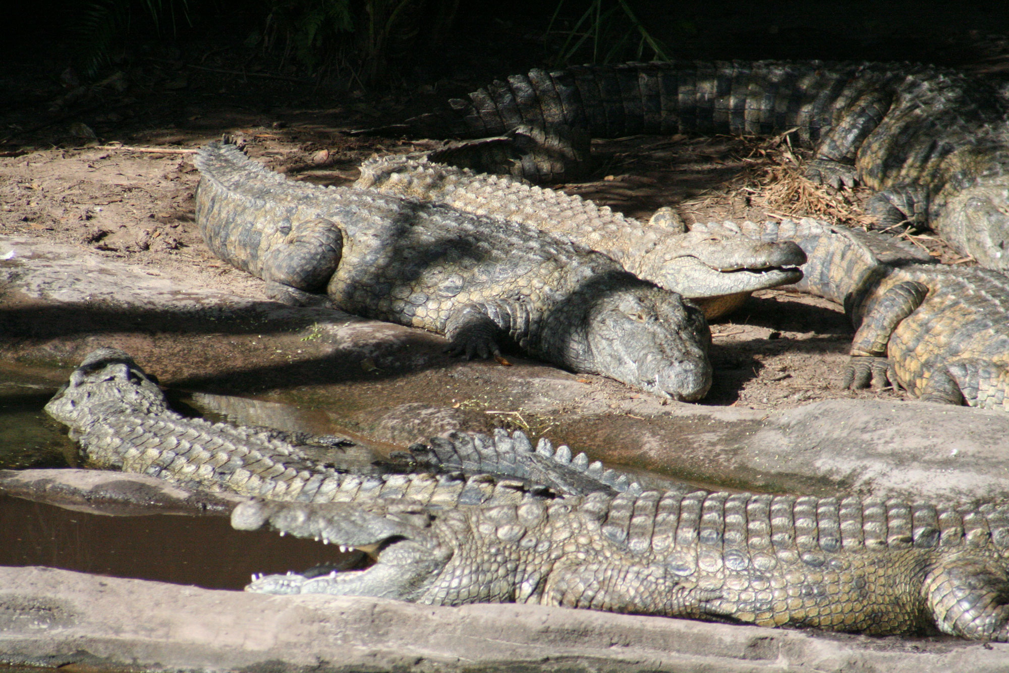 Sunning Crocs