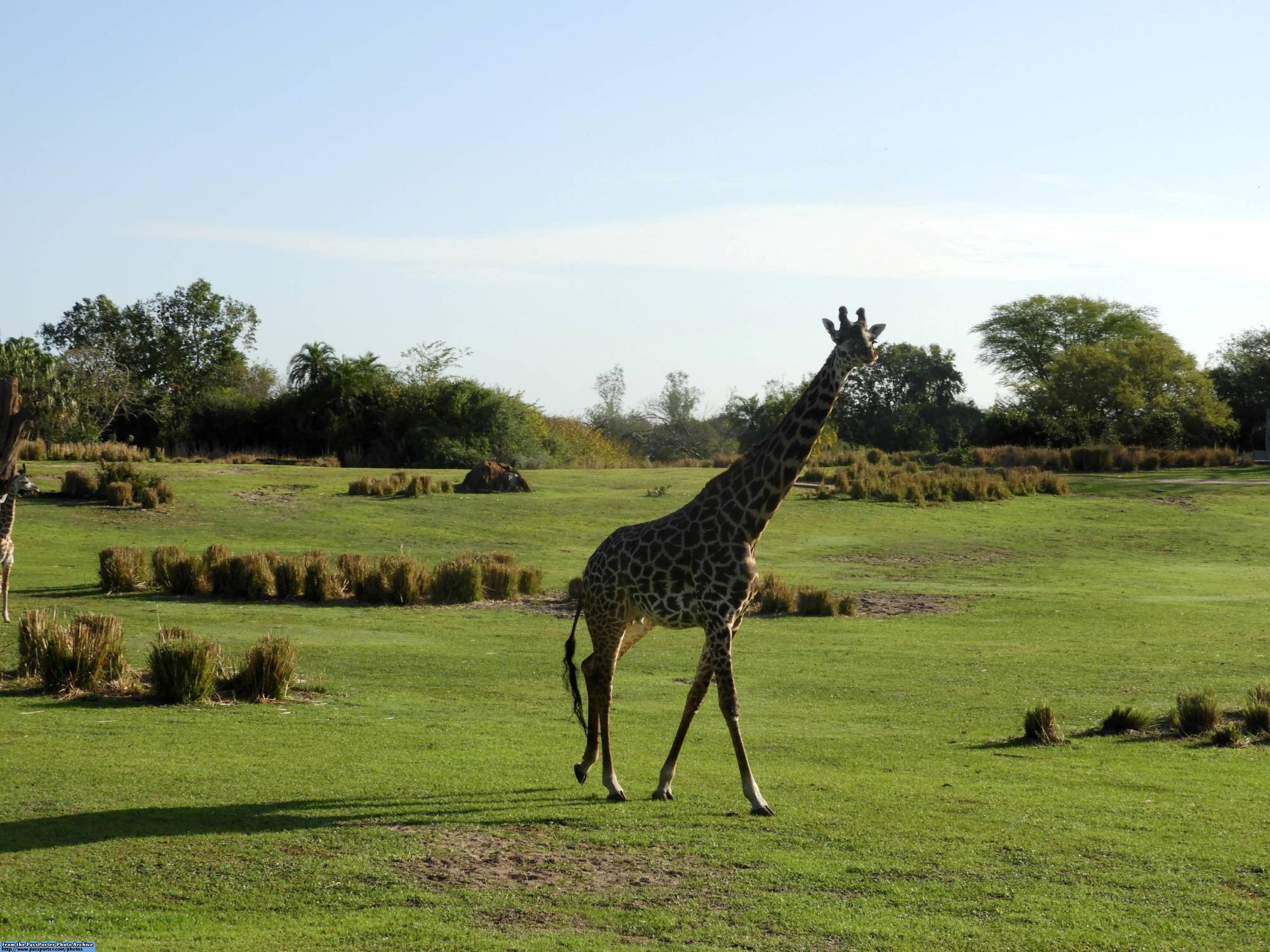 Kilimanjaro Safaris