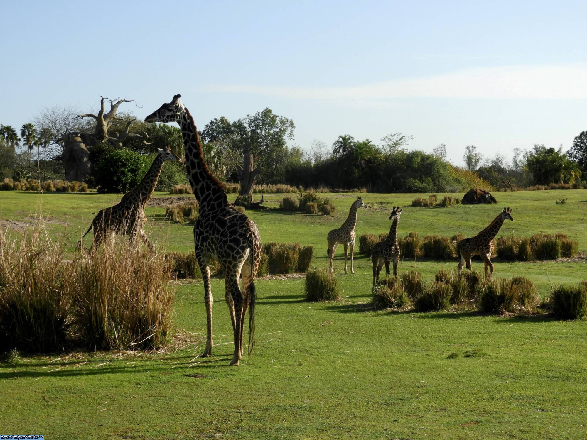 Kilimanjaro Safaris