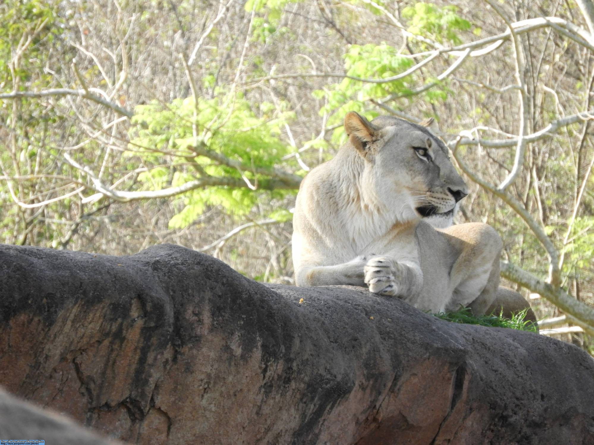 Kilimanjaro Safaris