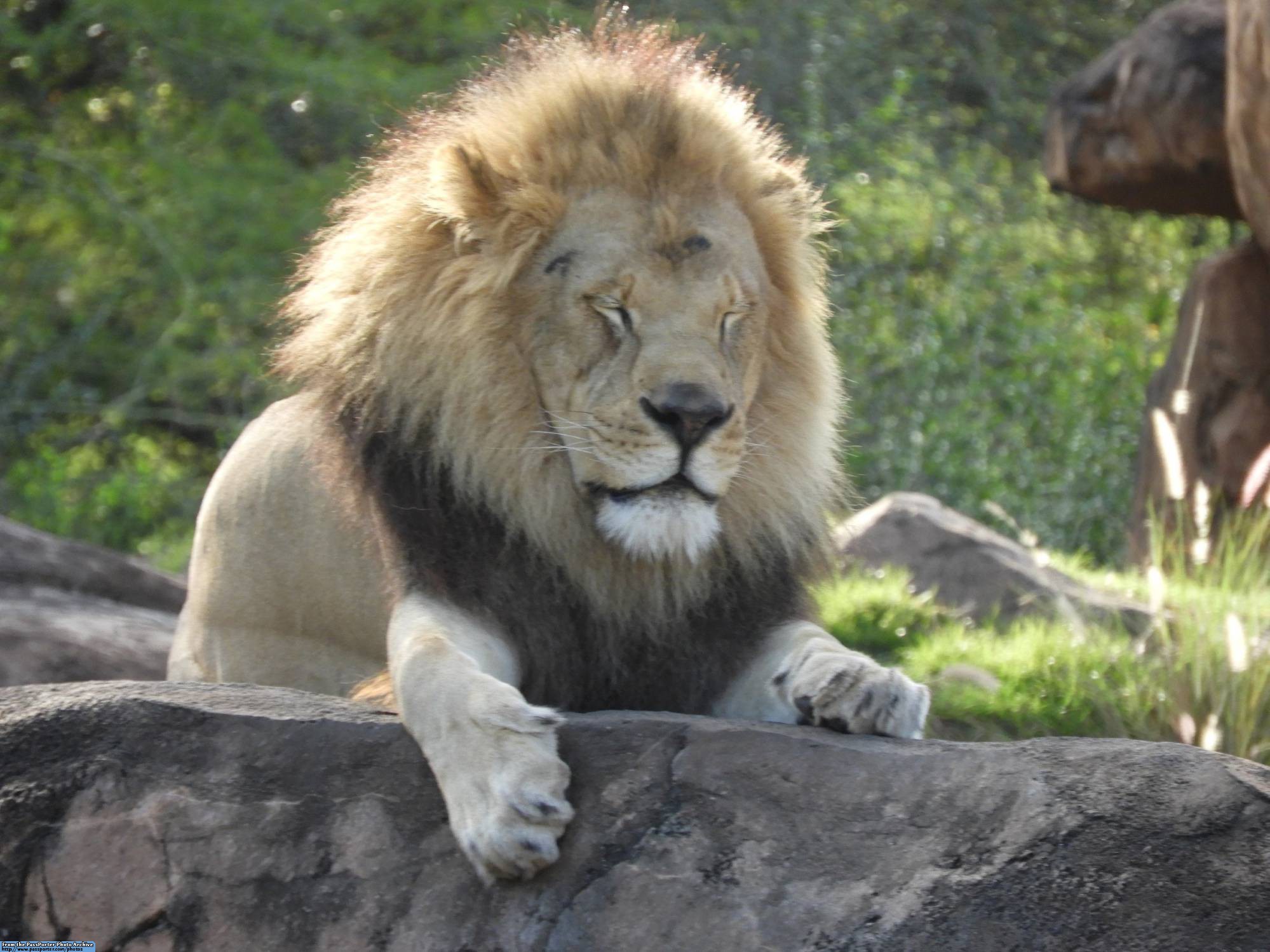 Kilimanjaro Safaris