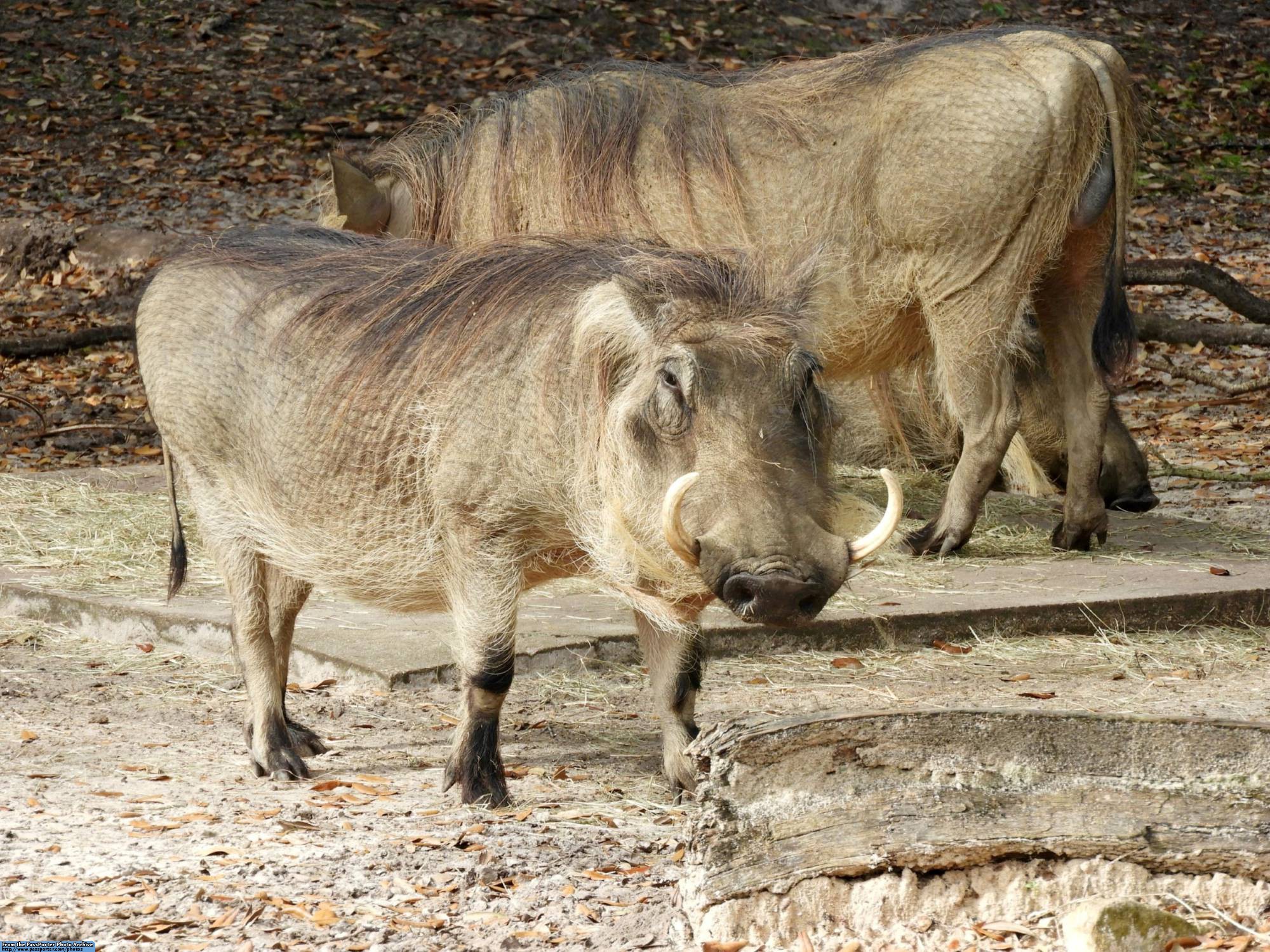 Kilimanjaro Safaris