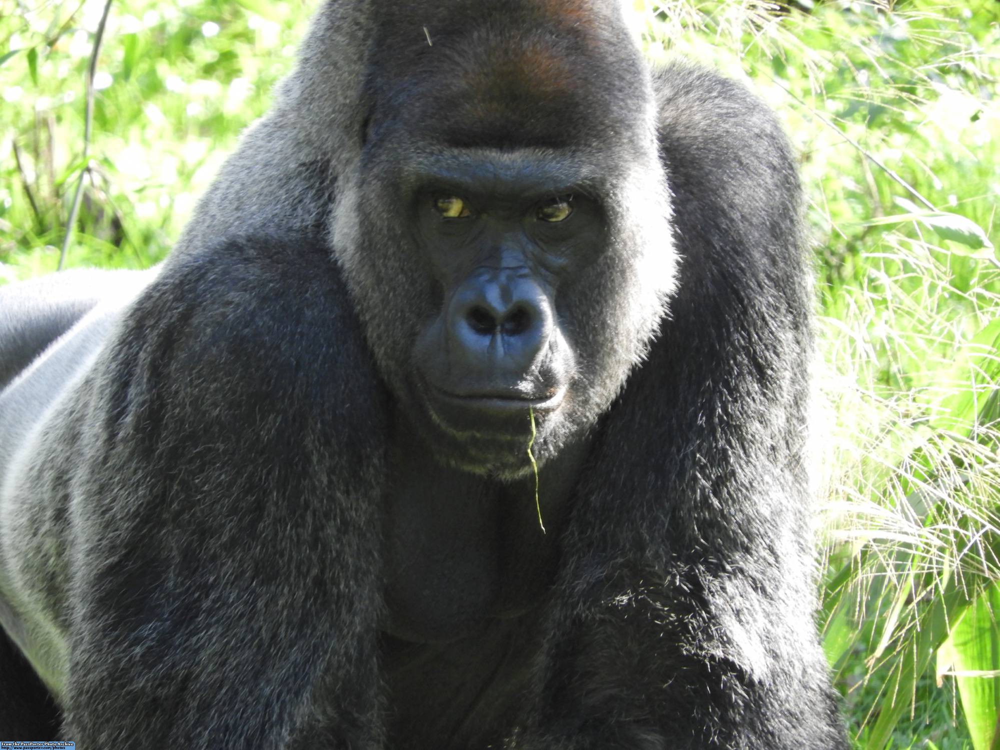 Gorilla Falls Exploration Trail