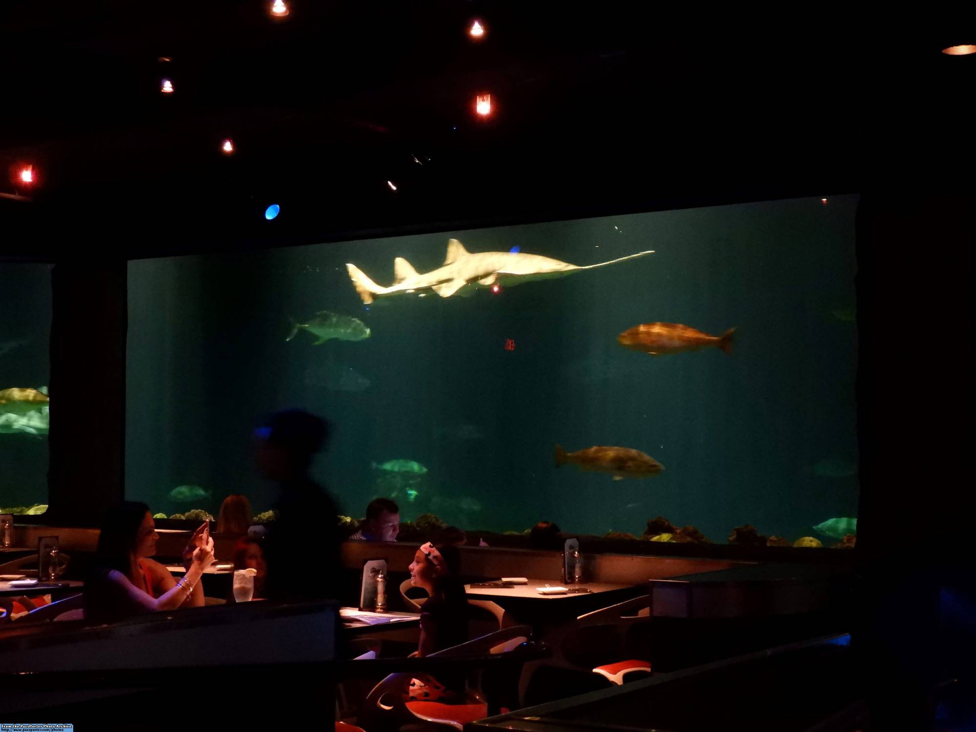 Sharks Underwater Grill