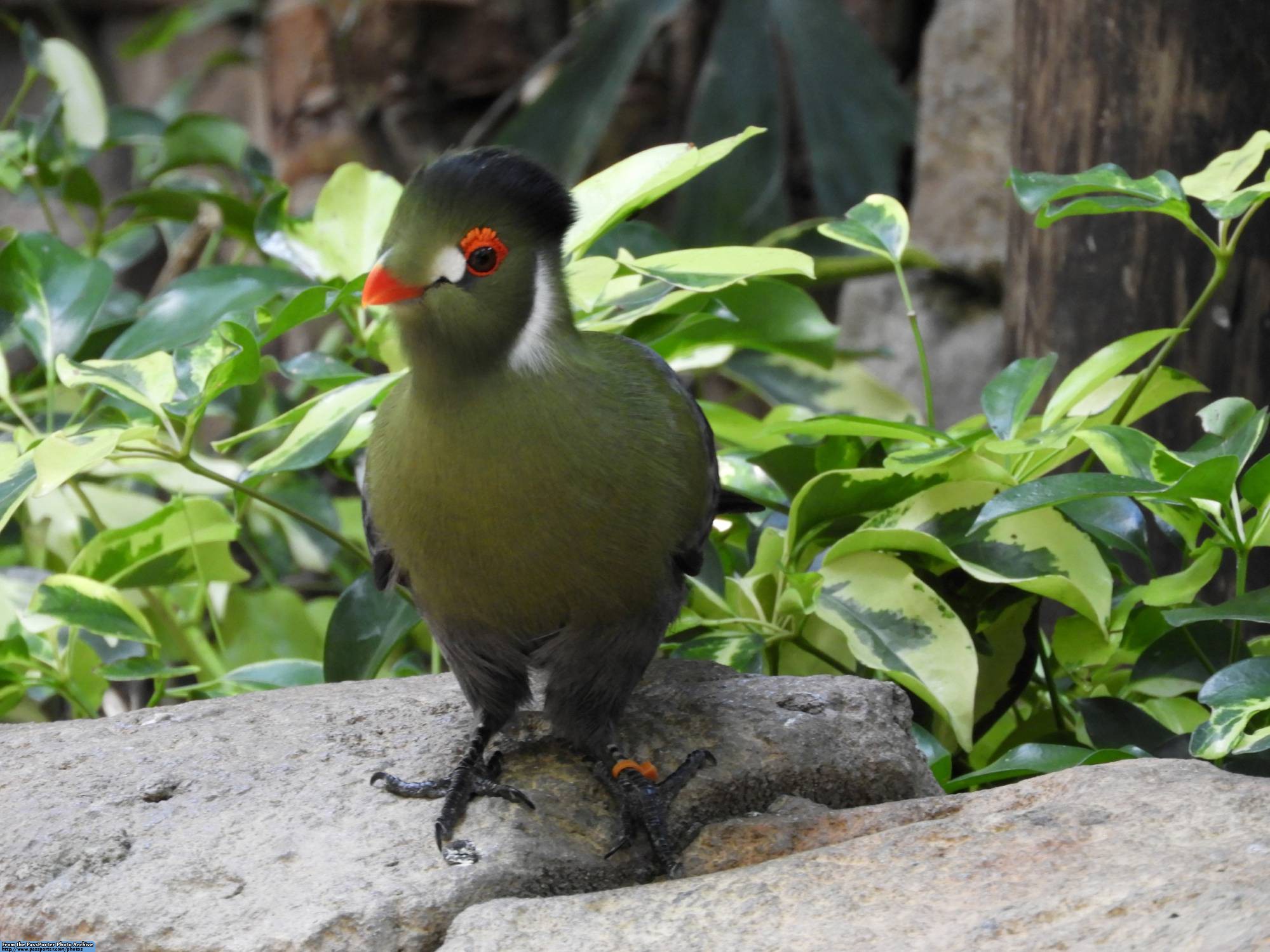 Explorers Aviary