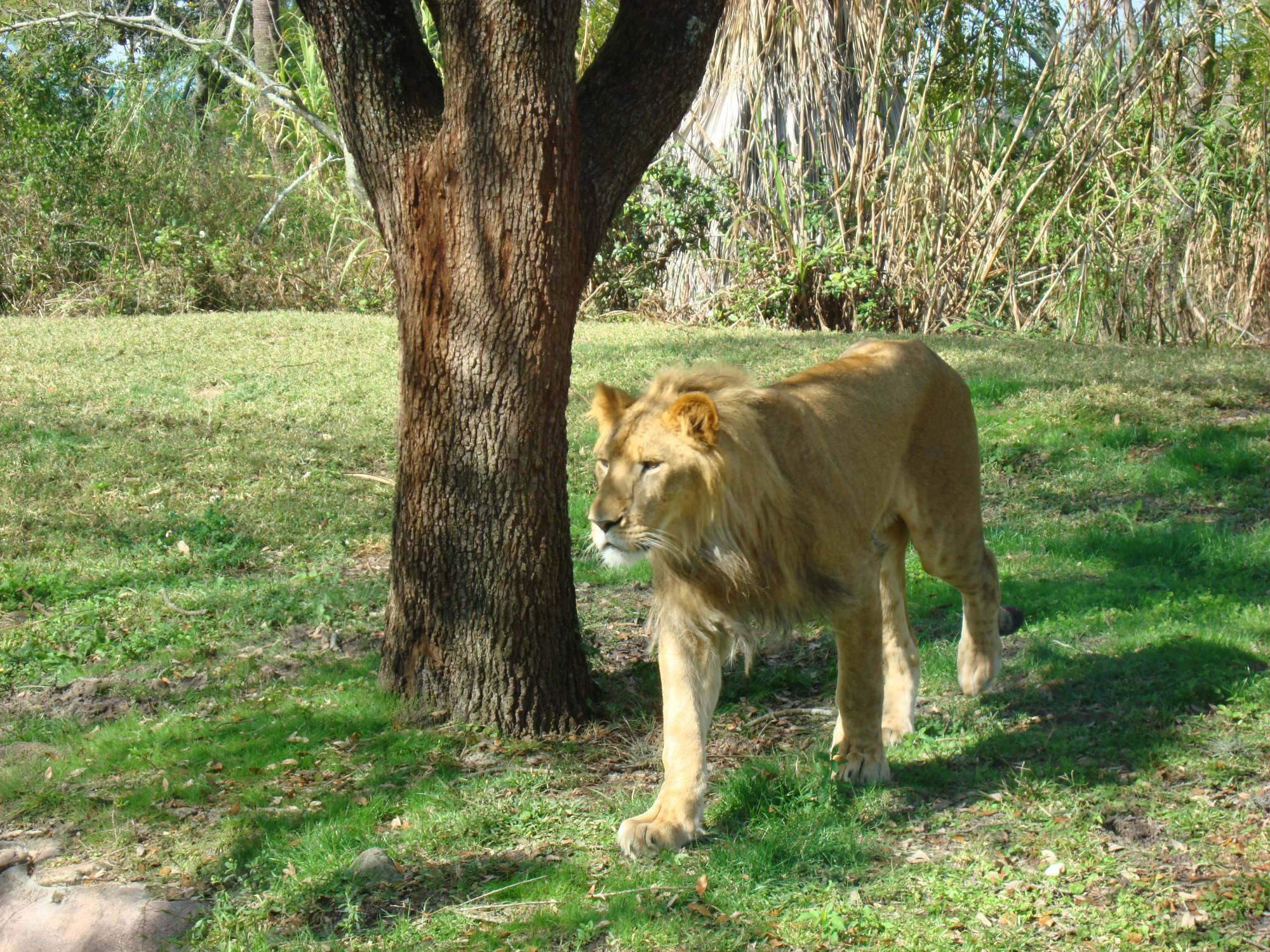 Busch Gardens Tampa - Edge of Africa