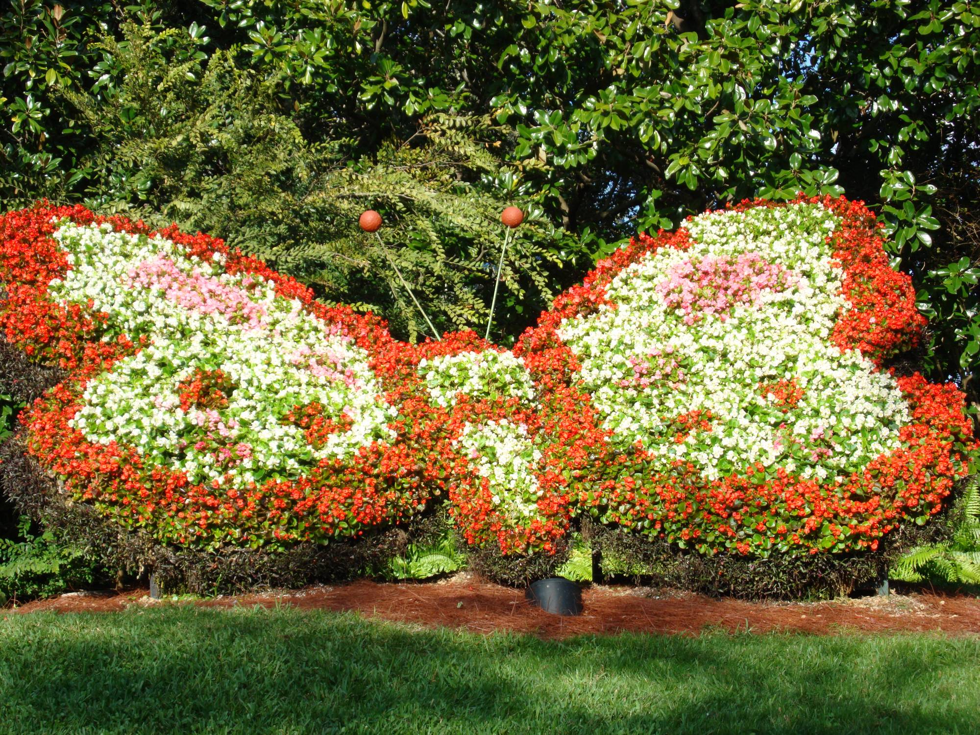 Busch Gardens Tampa - topiaries