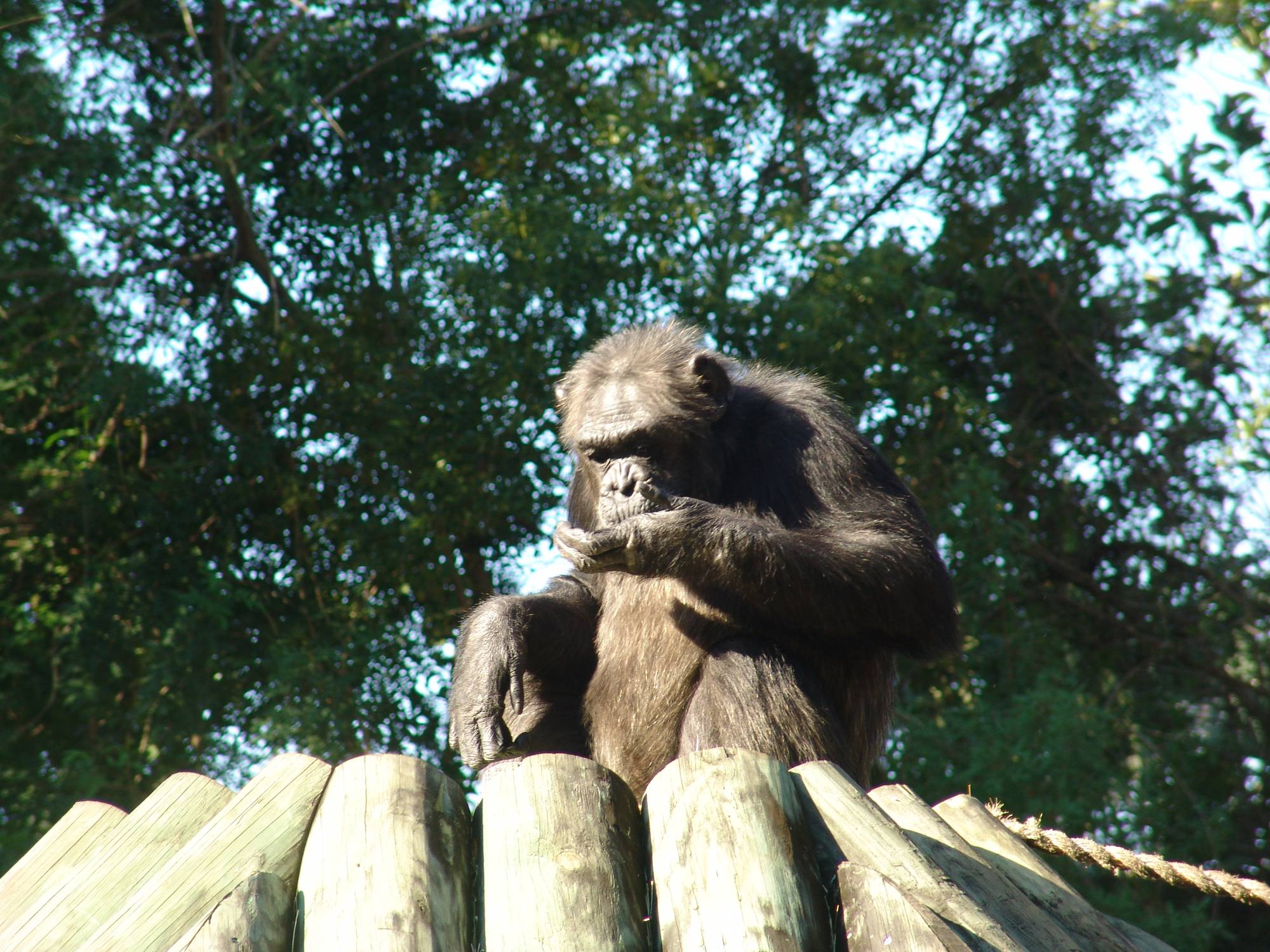 Busch Gardens Tampa - Myombe Reserve