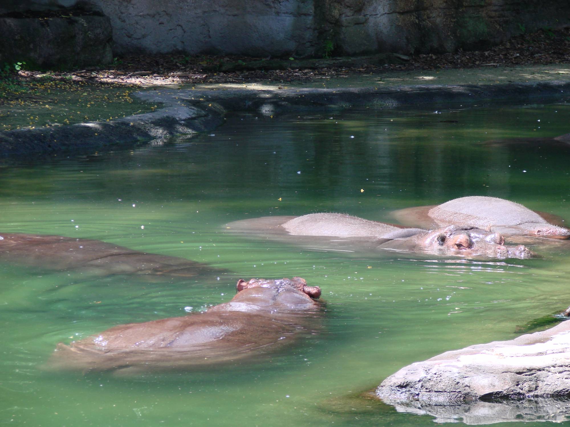 Animal Kingdom - Kilimanjaro Safaris