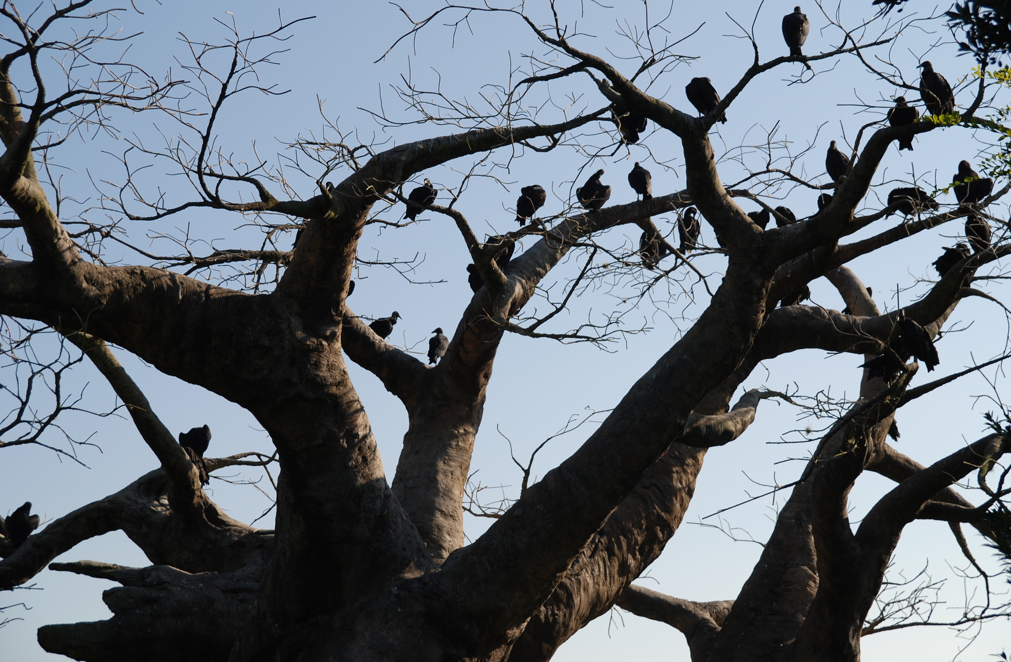 birds in  Harambe tree