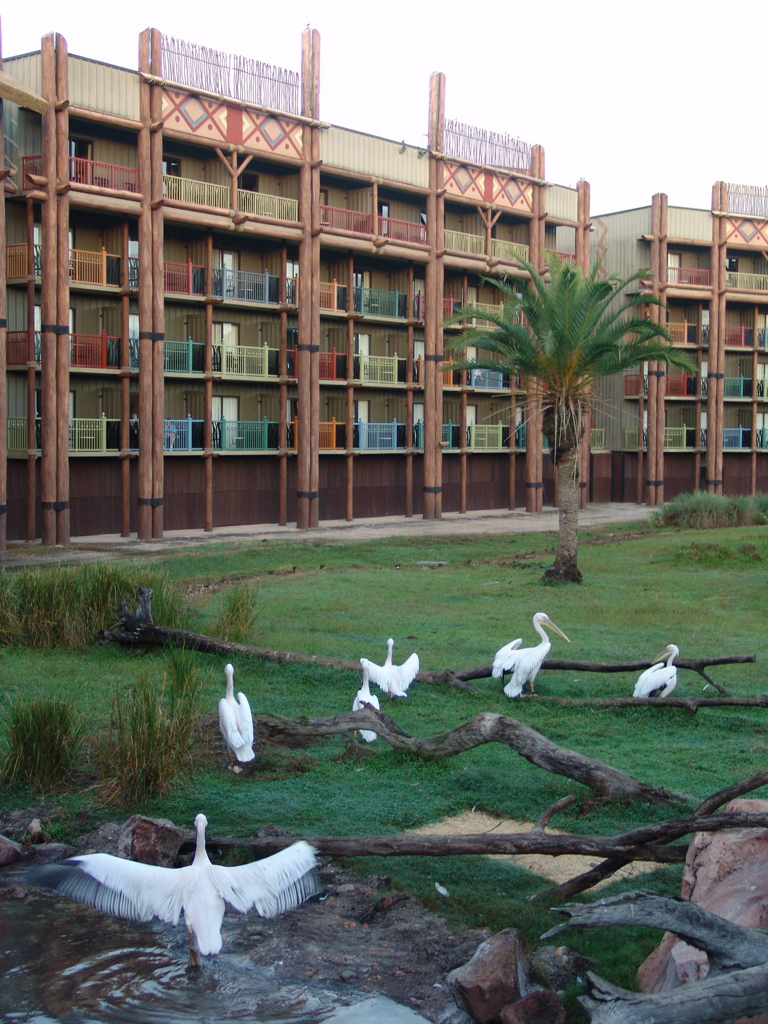 Animal Kingdom Lodge - pelicans